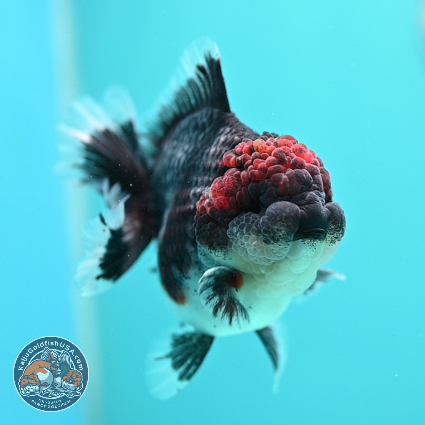 Blue Based Kirin Oranda 4 inch Body (260828_OR20)