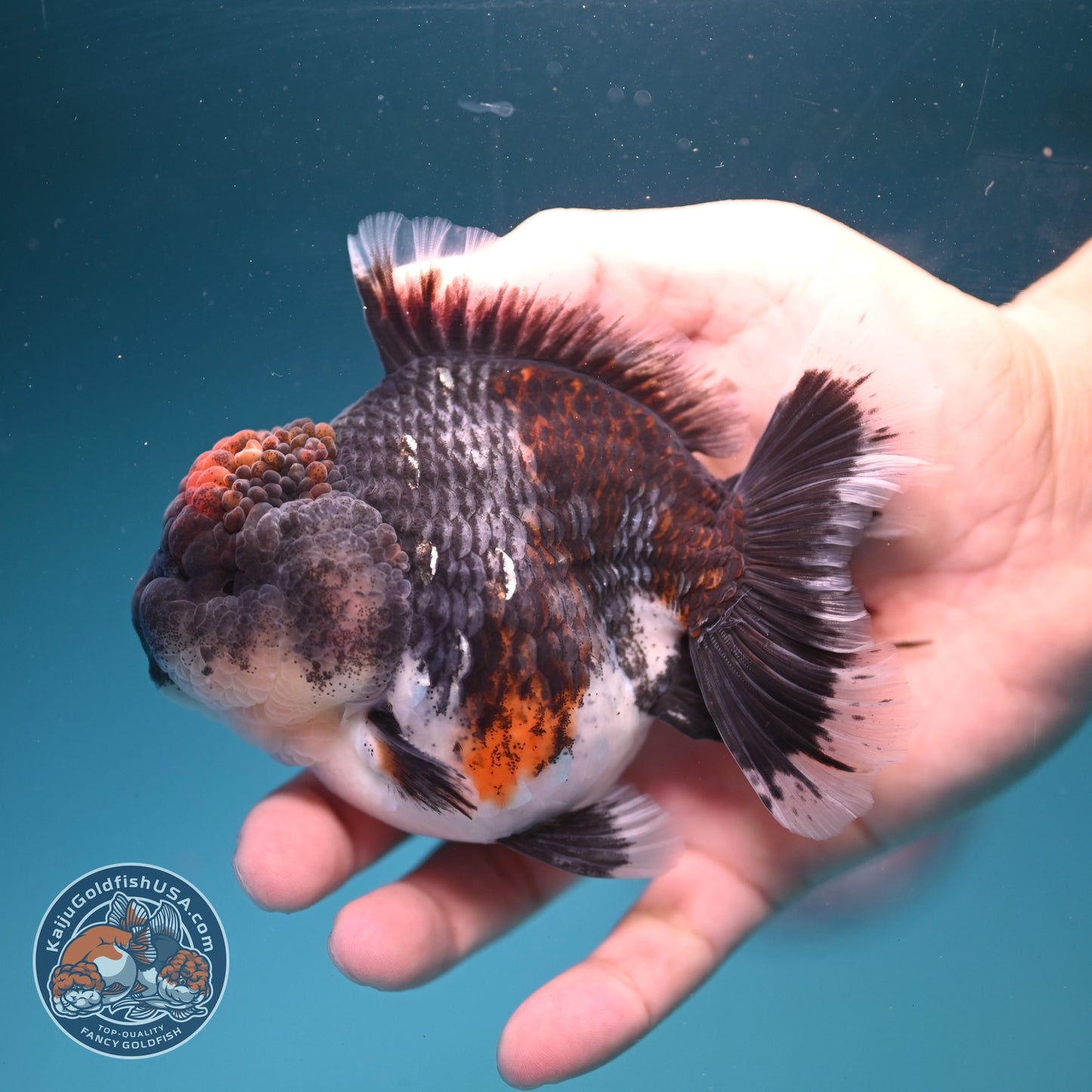 Blue Based Kirin Oranda 4 inch Body (260828_OR20)