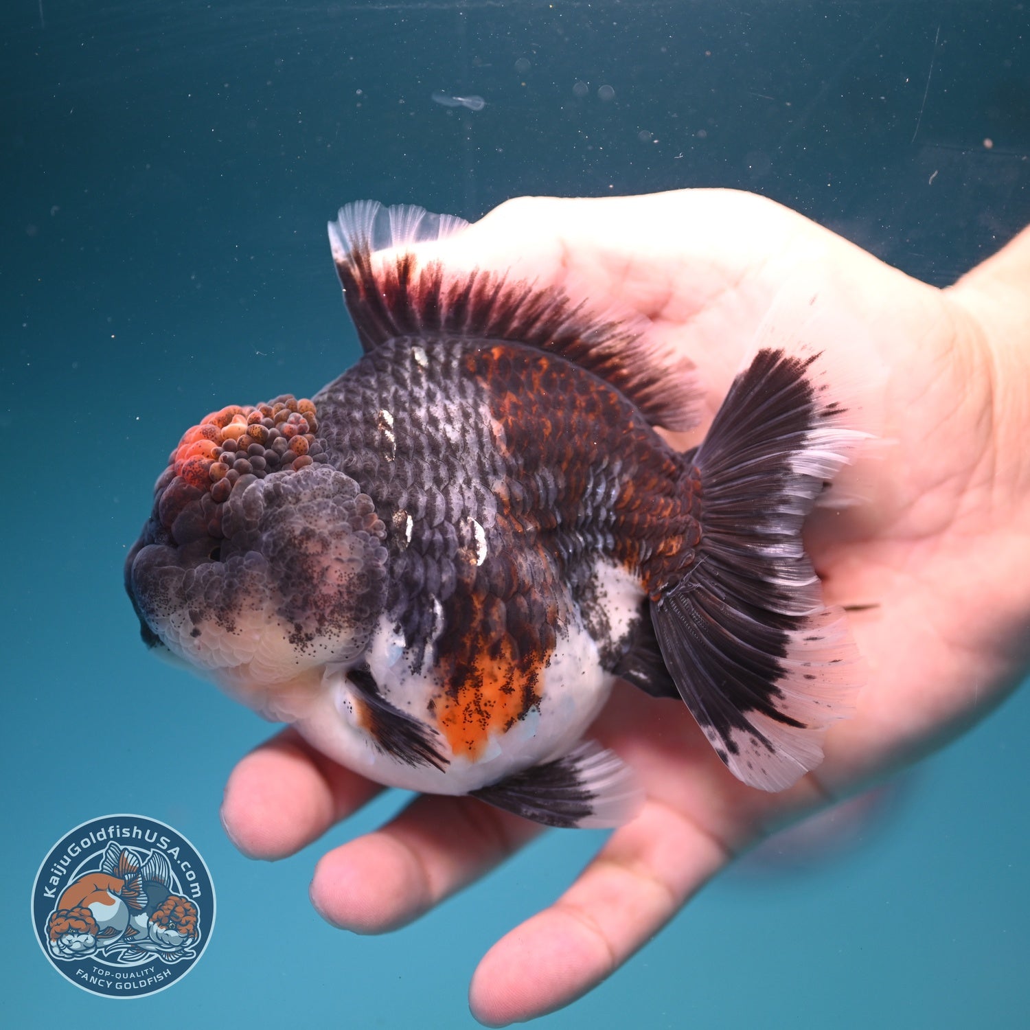 Blue Based Kirin Oranda 4 inch Body (260828_OR20)