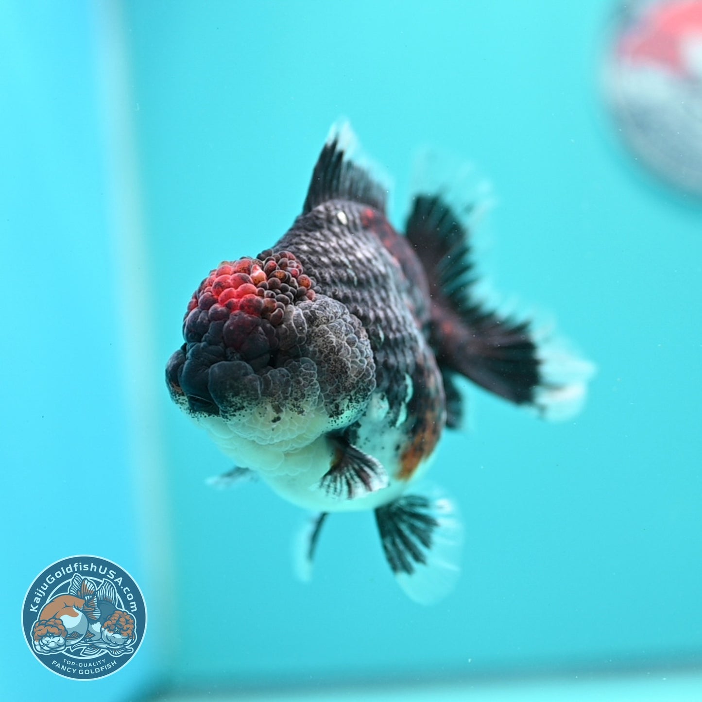 Blue Based Kirin Oranda 4 inch Body (260828_OR20)