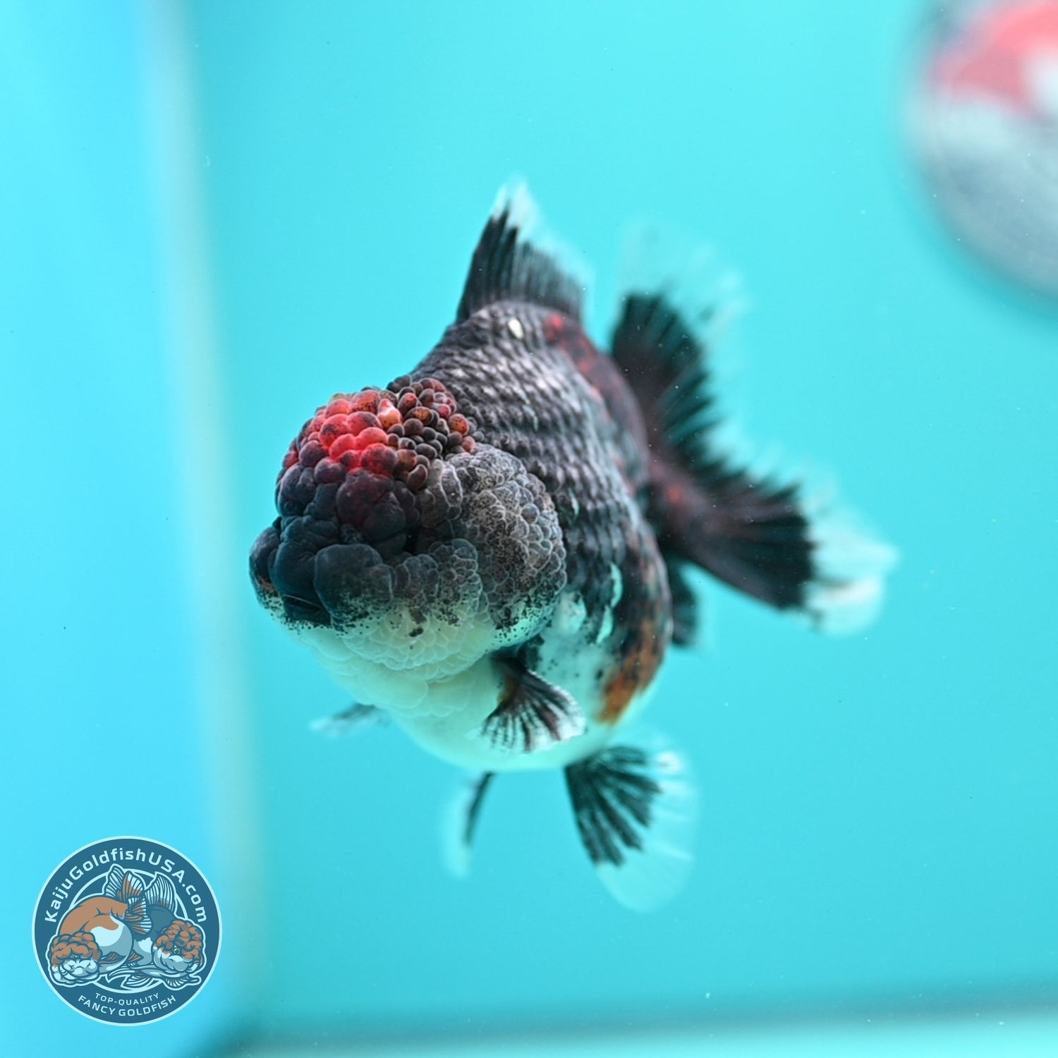 Blue Based Kirin Oranda 4 inch Body (260828_OR20)