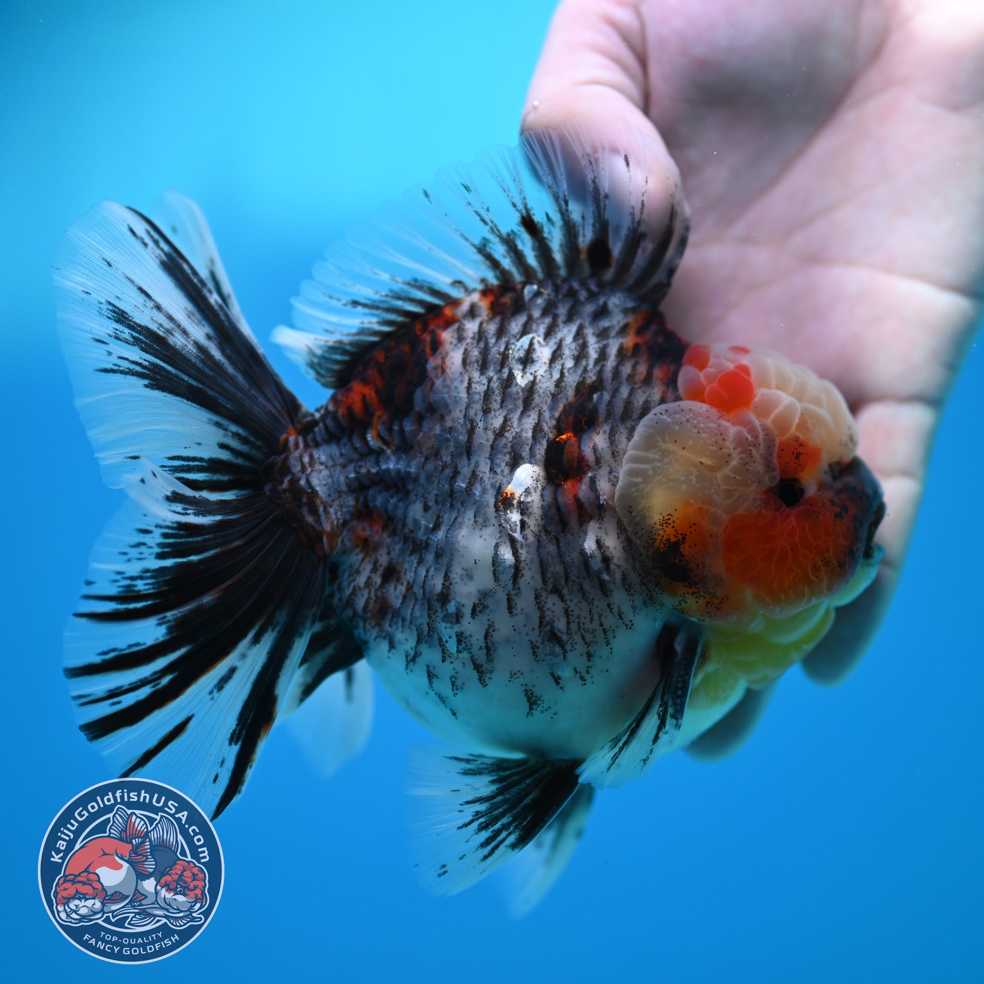 Blue Based Kirin Rose Tail Oranda 4.2 inch Body (260320_OR08)