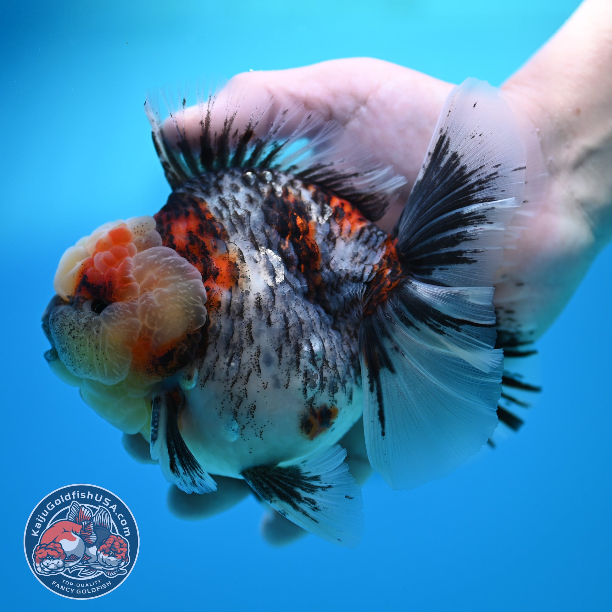 Blue Based Kirin Rose Tail Oranda 4.2 inch Body (260320_OR08)