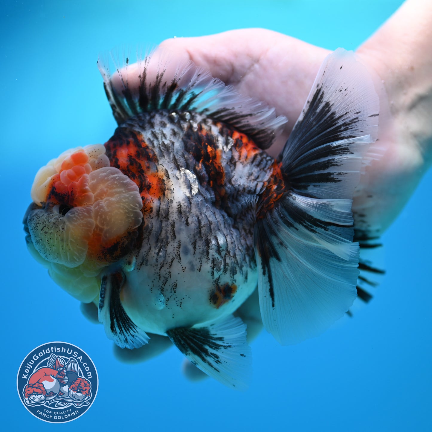 Blue Based Kirin Rose Tail Oranda 4.2 inch Body (260320_OR08)