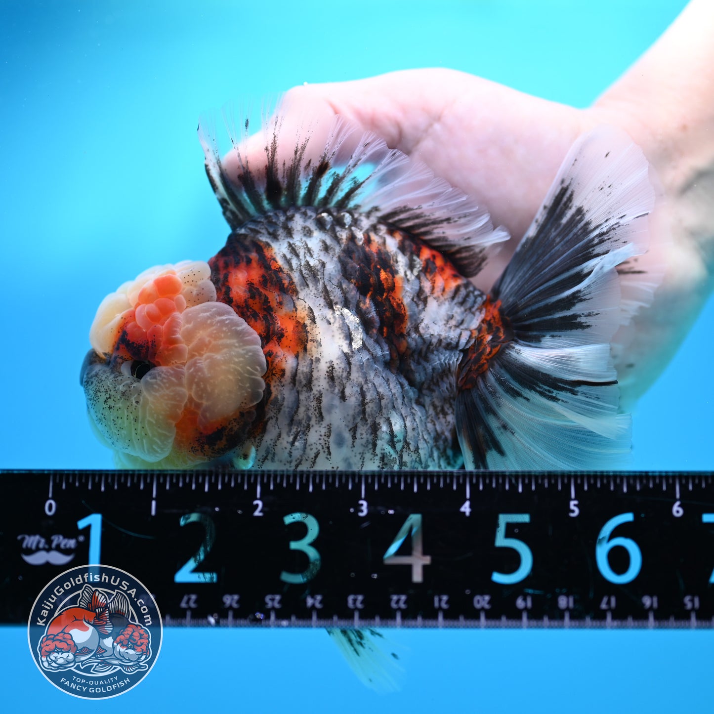 Blue Based Kirin Rose Tail Oranda 4.2 inch Body (260320_OR08)