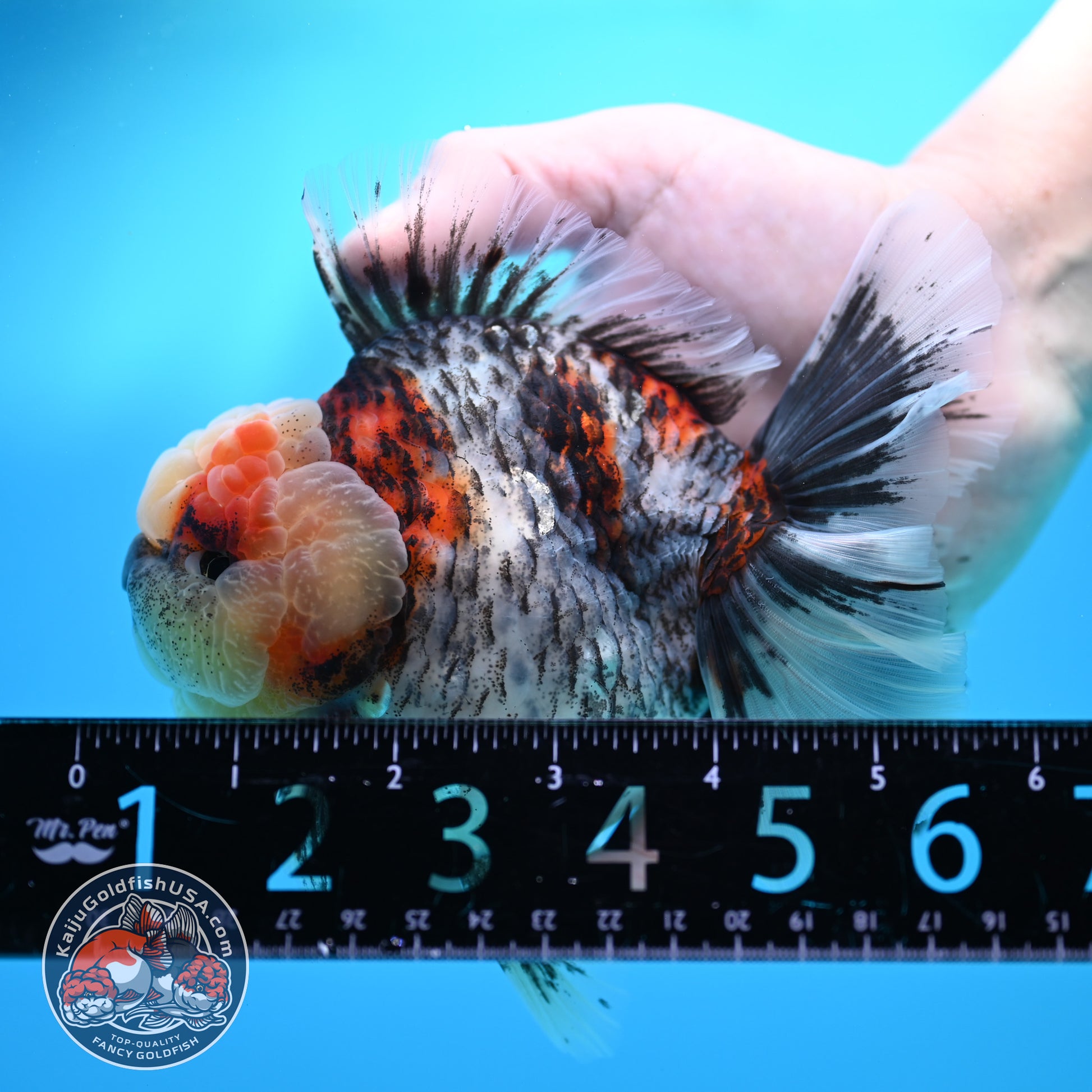 Blue Based Kirin Rose Tail Oranda 4.2 inch Body (260320_OR08)