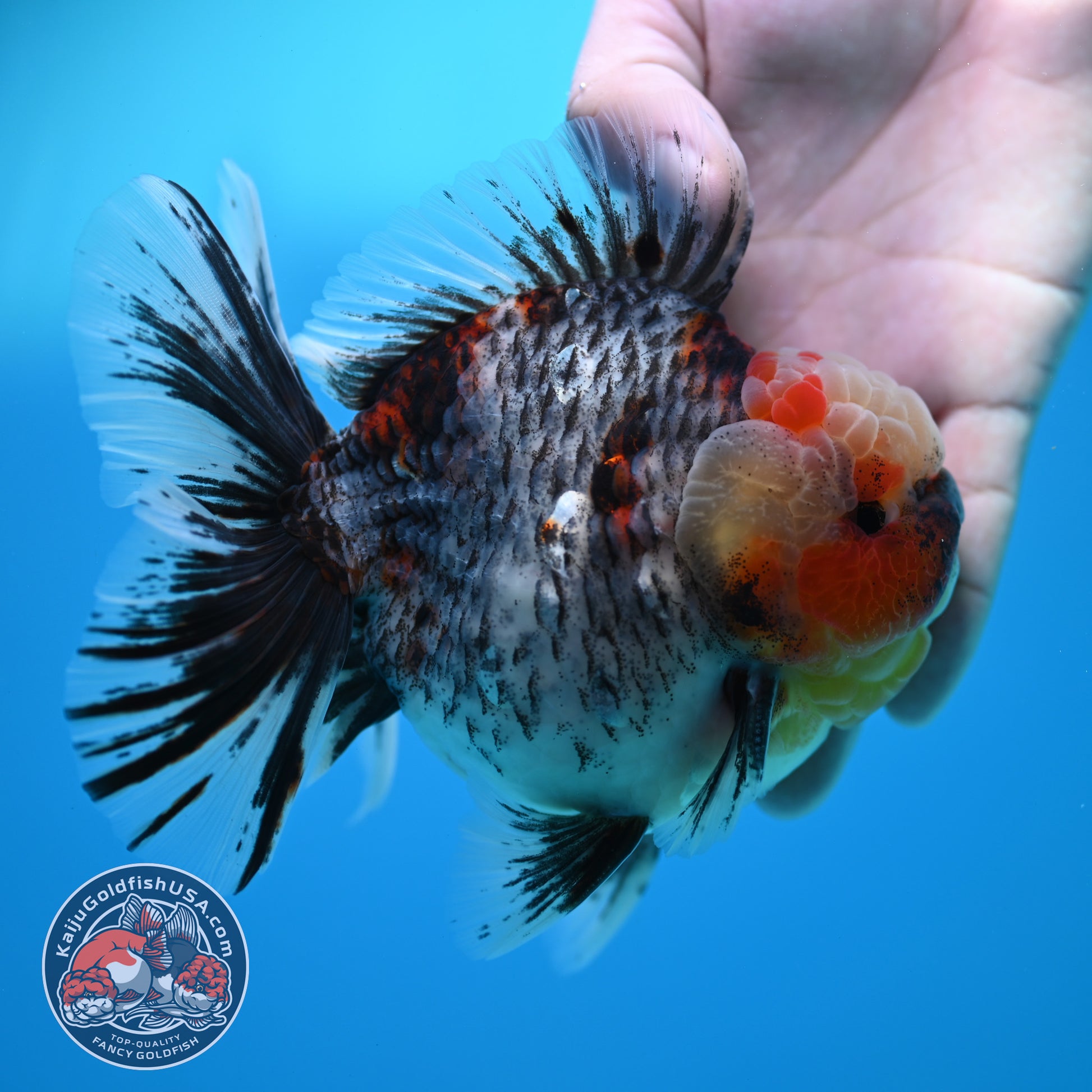 Blue Based Kirin Rose Tail Oranda 4.2 inch Body (260320_OR08)