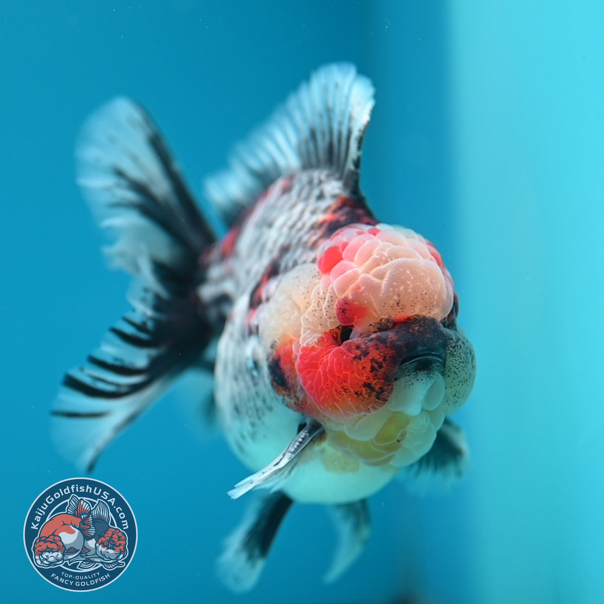 Blue Based Kirin Rose Tail Oranda 4.2 inch Body (260320_OR08)