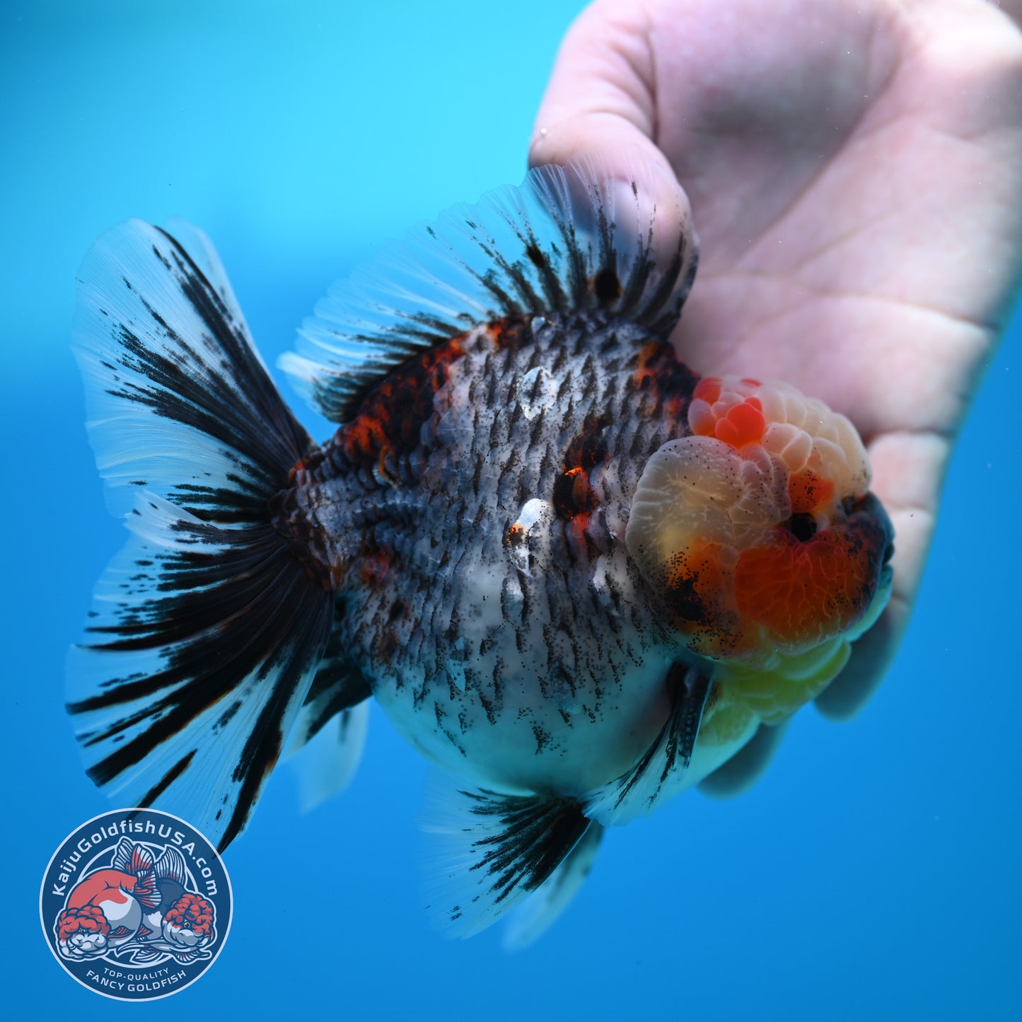 Blue Based Kirin Rose Tail Oranda 4.2 inch Body (260320_OR08)