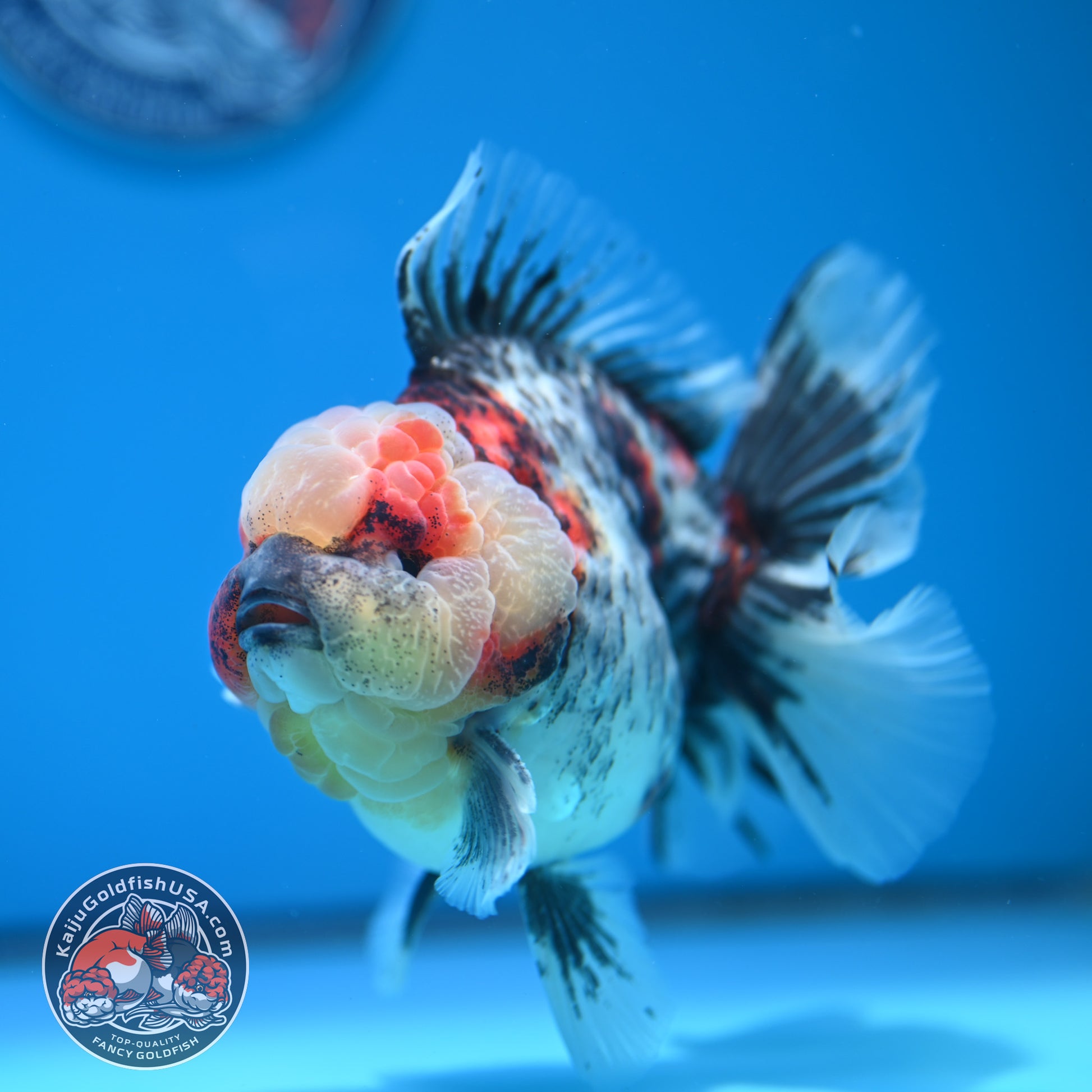 Blue Based Kirin Rose Tail Oranda 4.2 inch Body (260320_OR08)