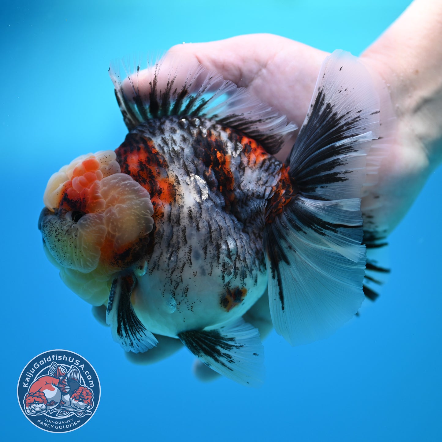 Blue Based Kirin Rose Tail Oranda 4.2 inch Body (260320_OR08)