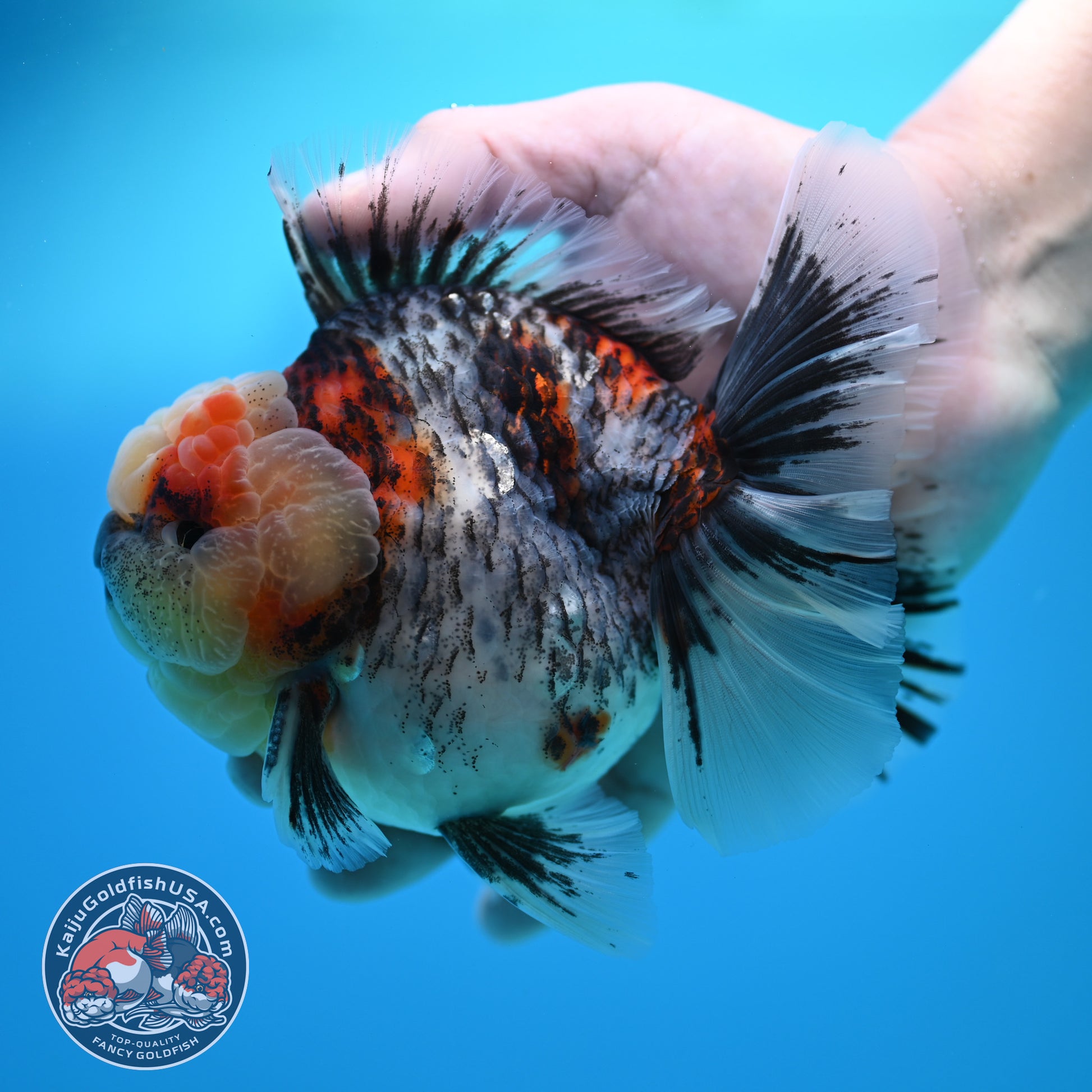 Blue Based Kirin Rose Tail Oranda 4.2 inch Body (260320_OR08)
