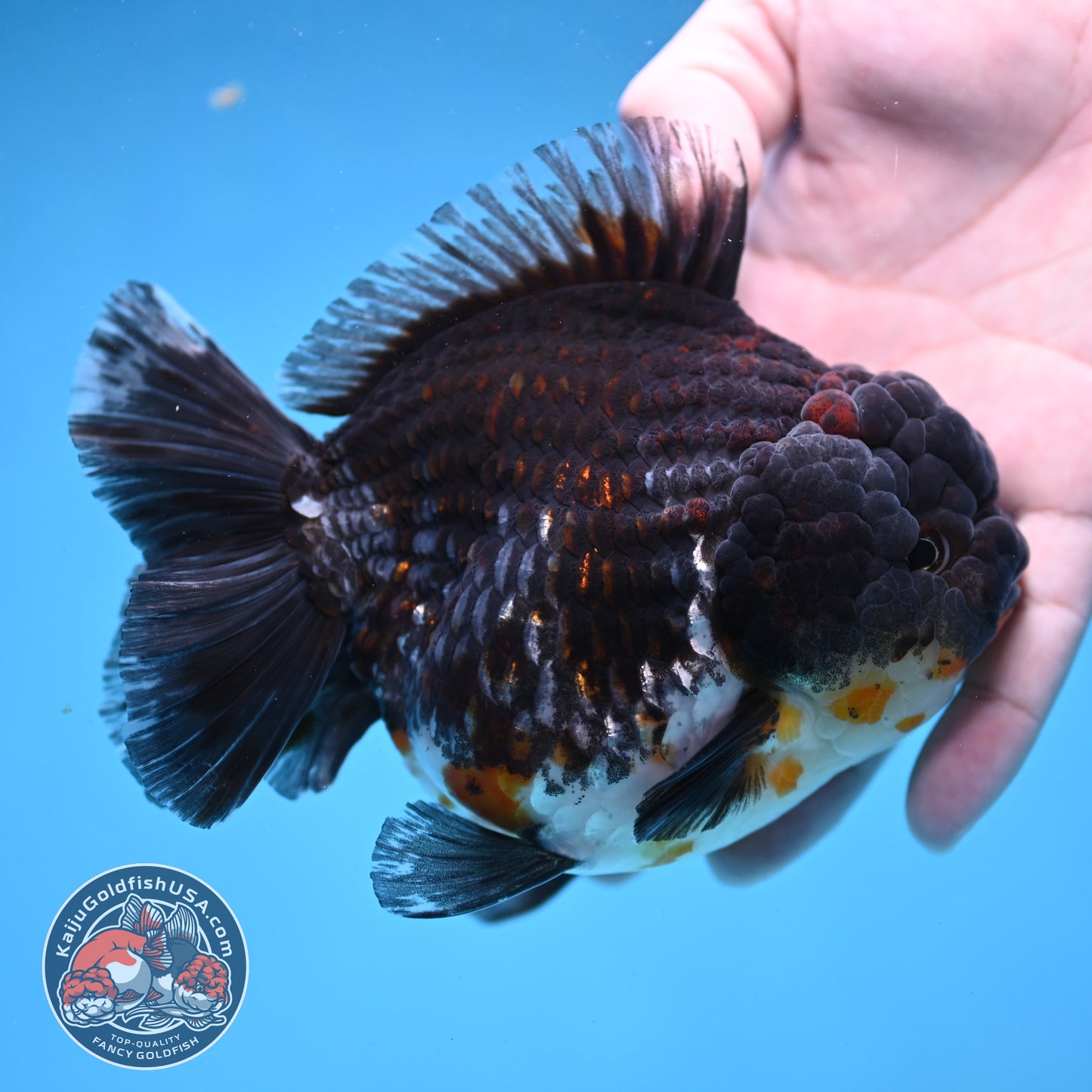 Blue Based Kirin Short Tail Oranda 4.5 inch Body (260227_OR09)