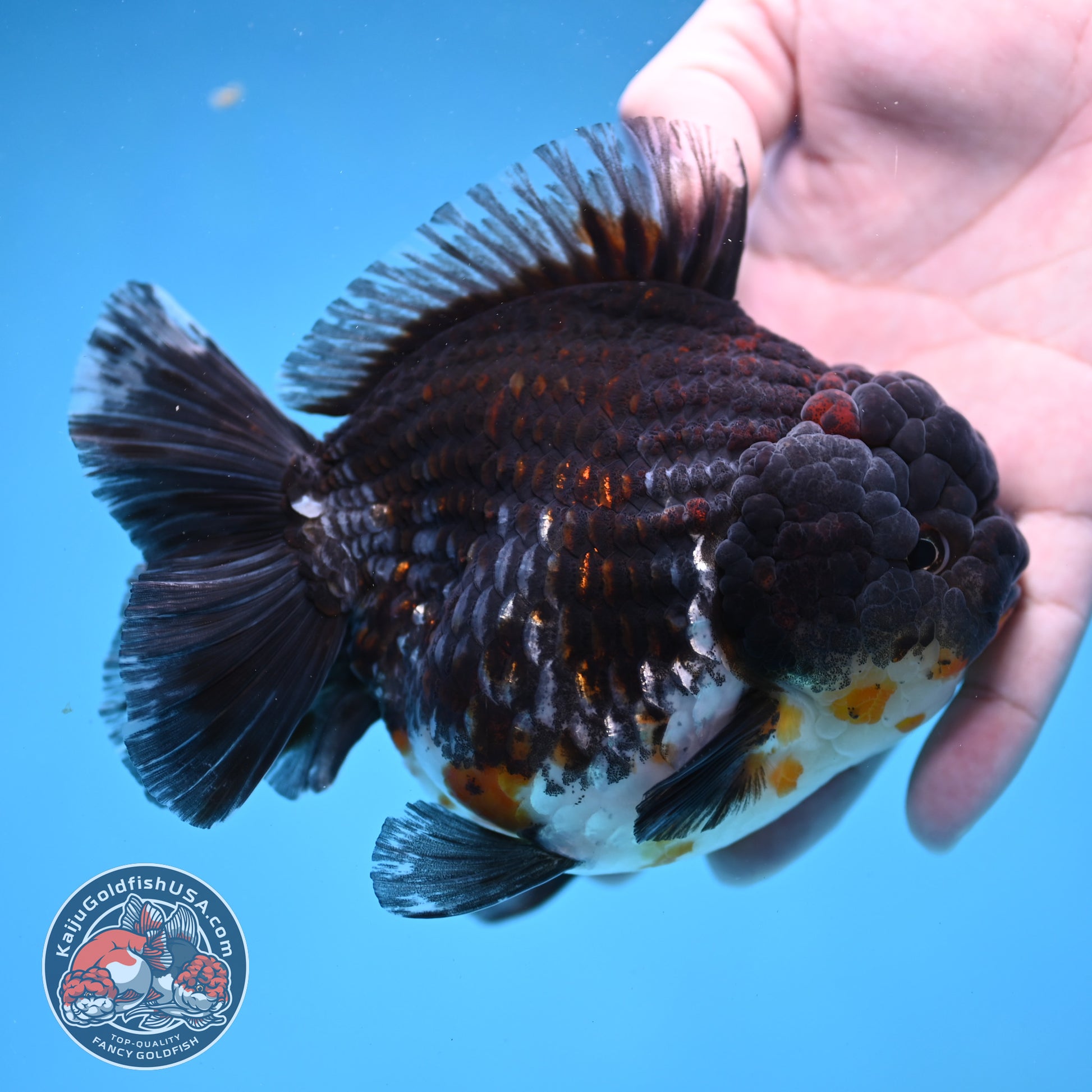 Blue Based Kirin Short Tail Oranda 4.5 inch Body (260227_OR09)