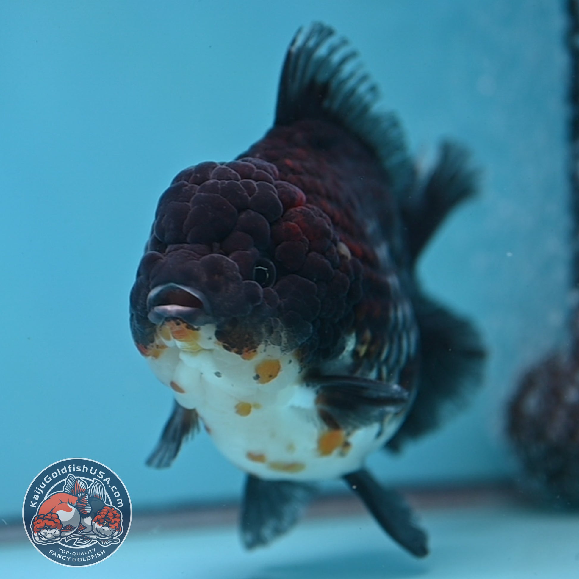 Blue Based Kirin Short Tail Oranda 4.5 inch Body (260227_OR09)