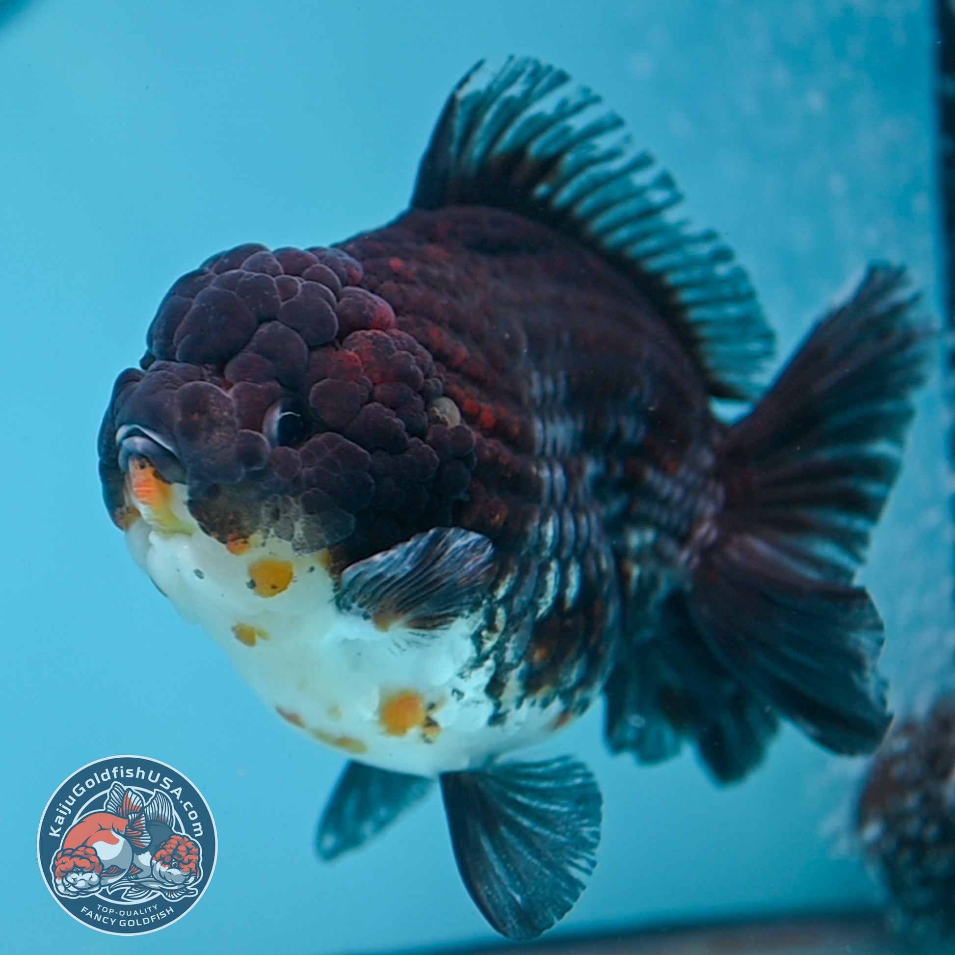 Blue Based Kirin Short Tail Oranda 4.5 inch Body (260227_OR09)