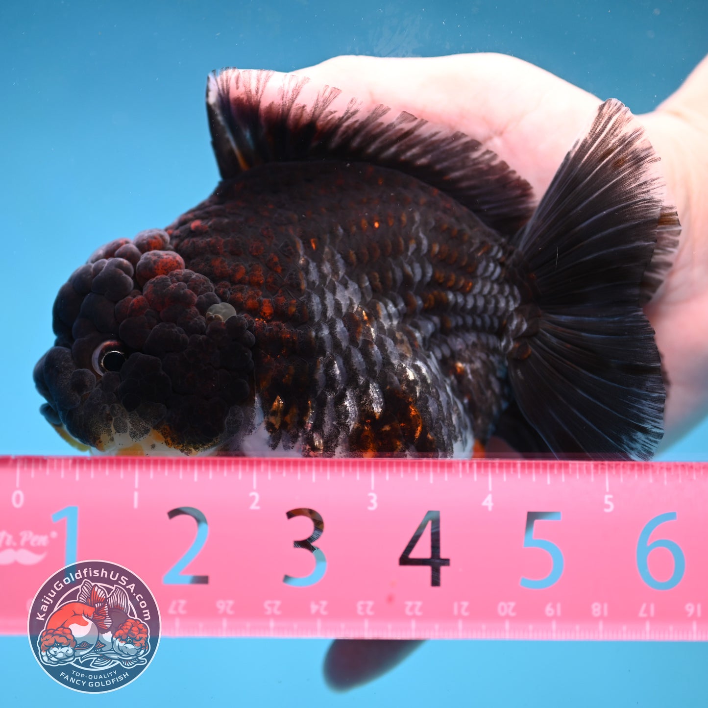 Blue Based Kirin Short Tail Oranda 4.5 inch Body (260227_OR09)