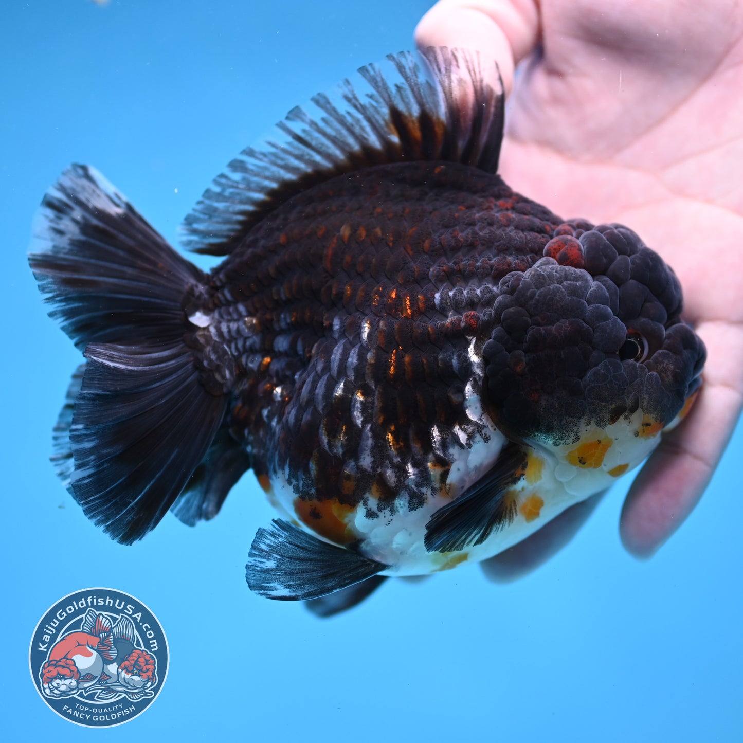 Blue Based Kirin Short Tail Oranda 4.5 inch Body (260227_OR09)