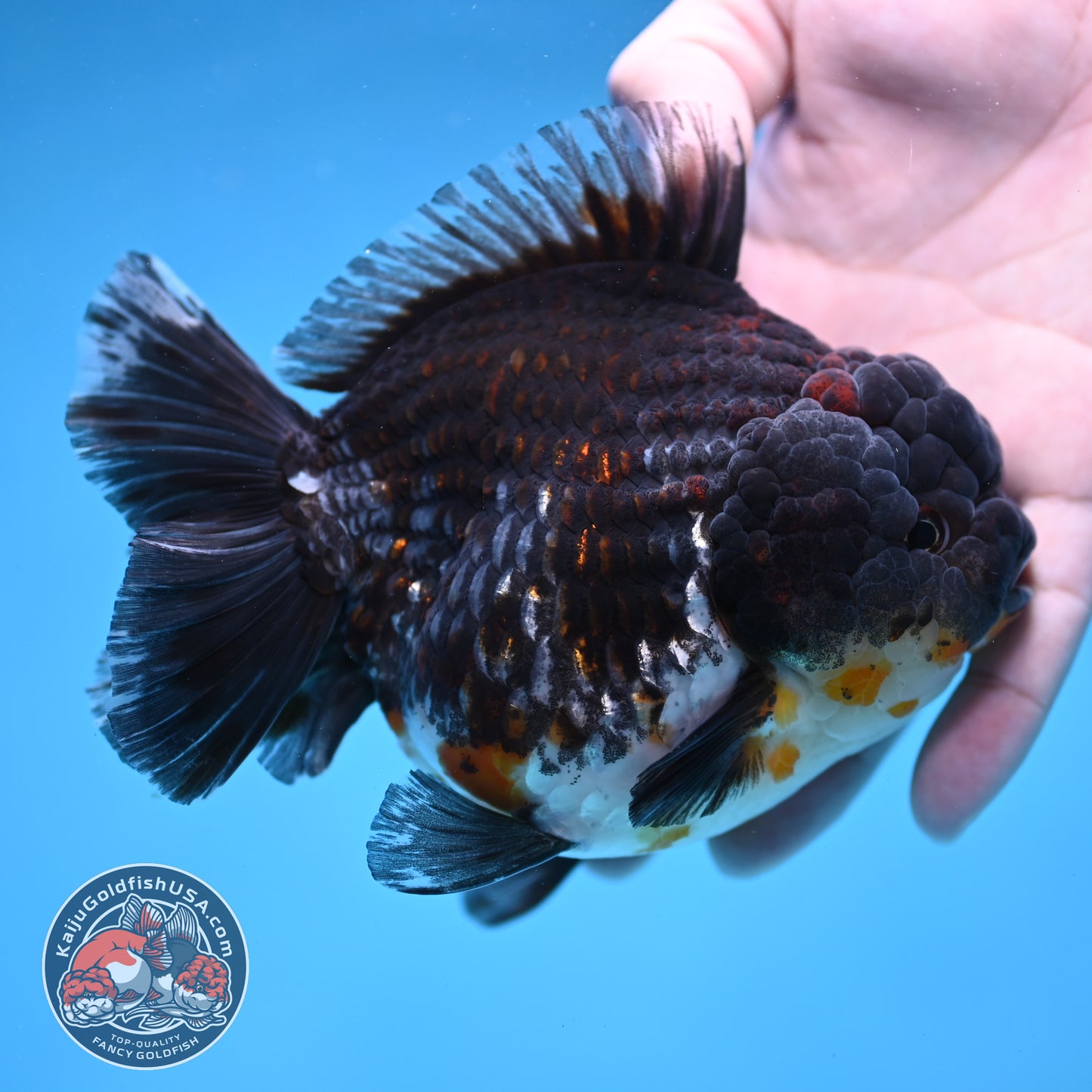Blue Based Kirin Short Tail Oranda 4.5 inch Body (260227_OR09)