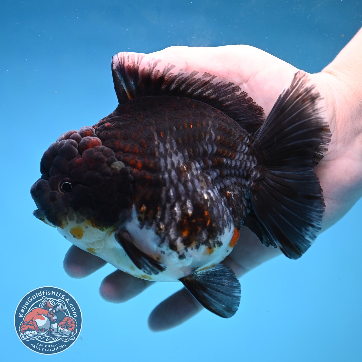 Blue Based Kirin Short Tail Oranda 4.5 inch Body (260227_OR09)