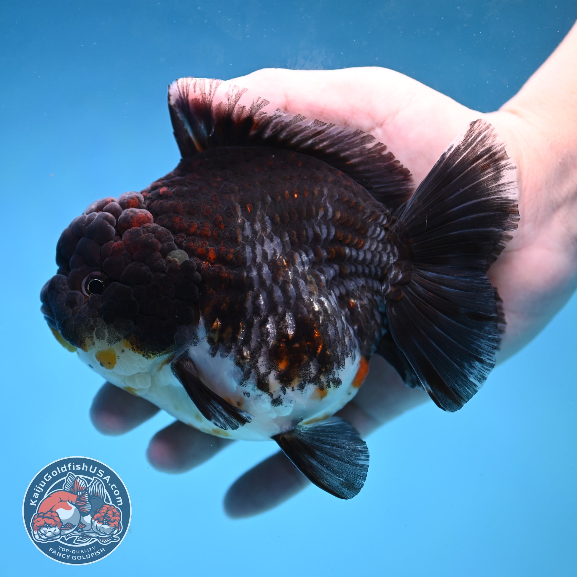 Blue Based Kirin Short Tail Oranda 4.5 inch Body (260227_OR09)