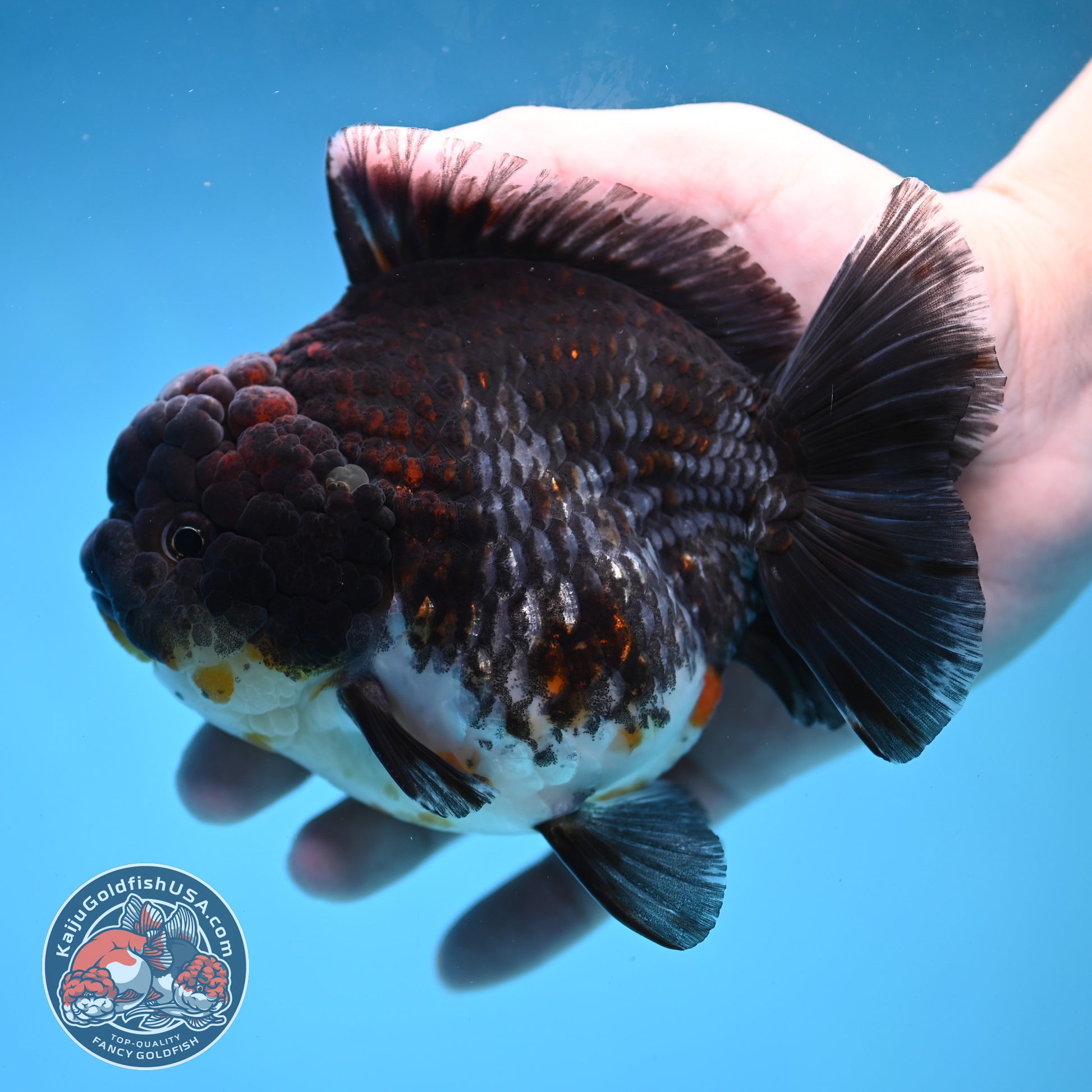 Blue Based Kirin Short Tail Oranda 4.5 inch Body (260227_OR09)