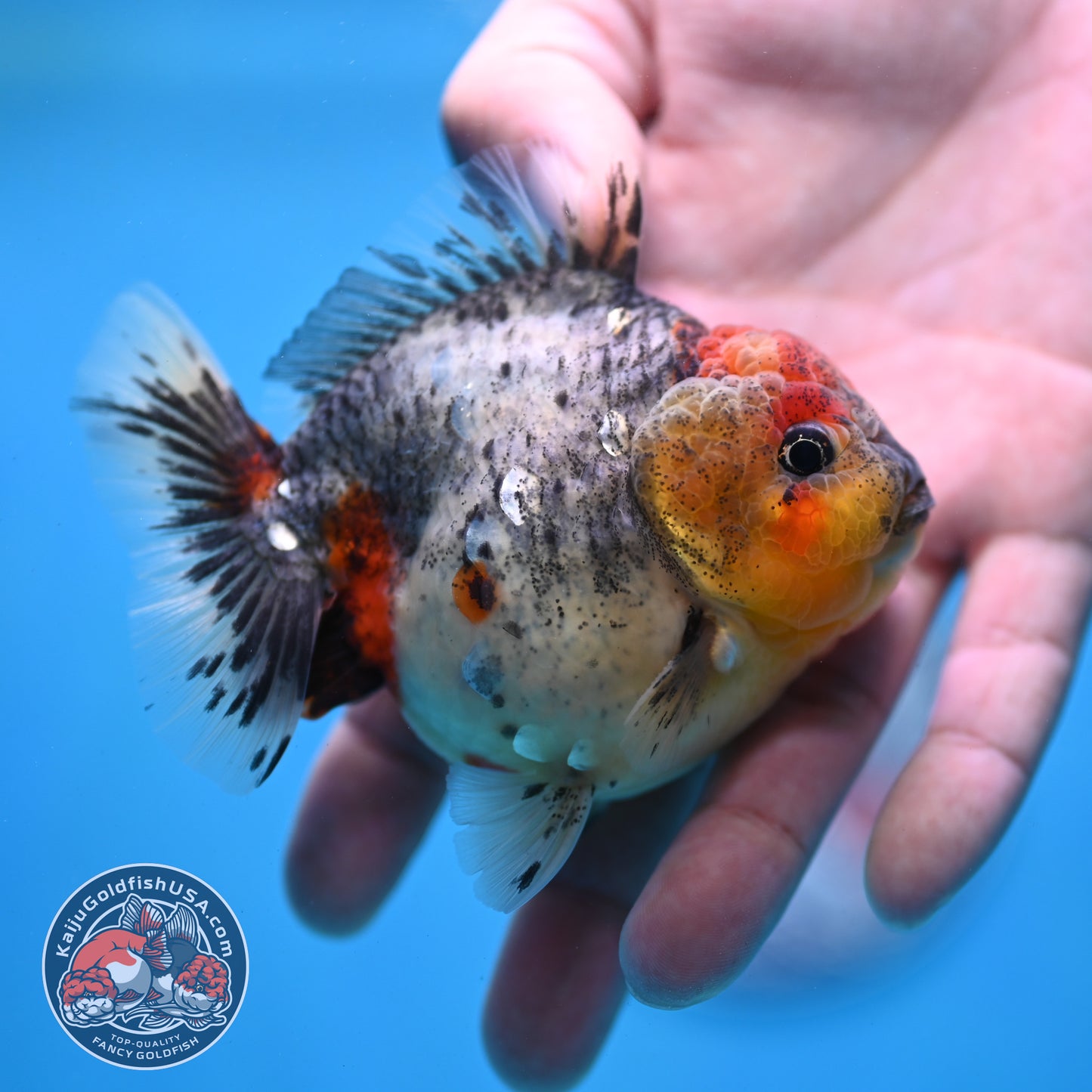 Blue Based Oranda 3 inch Body (260213_OR01)