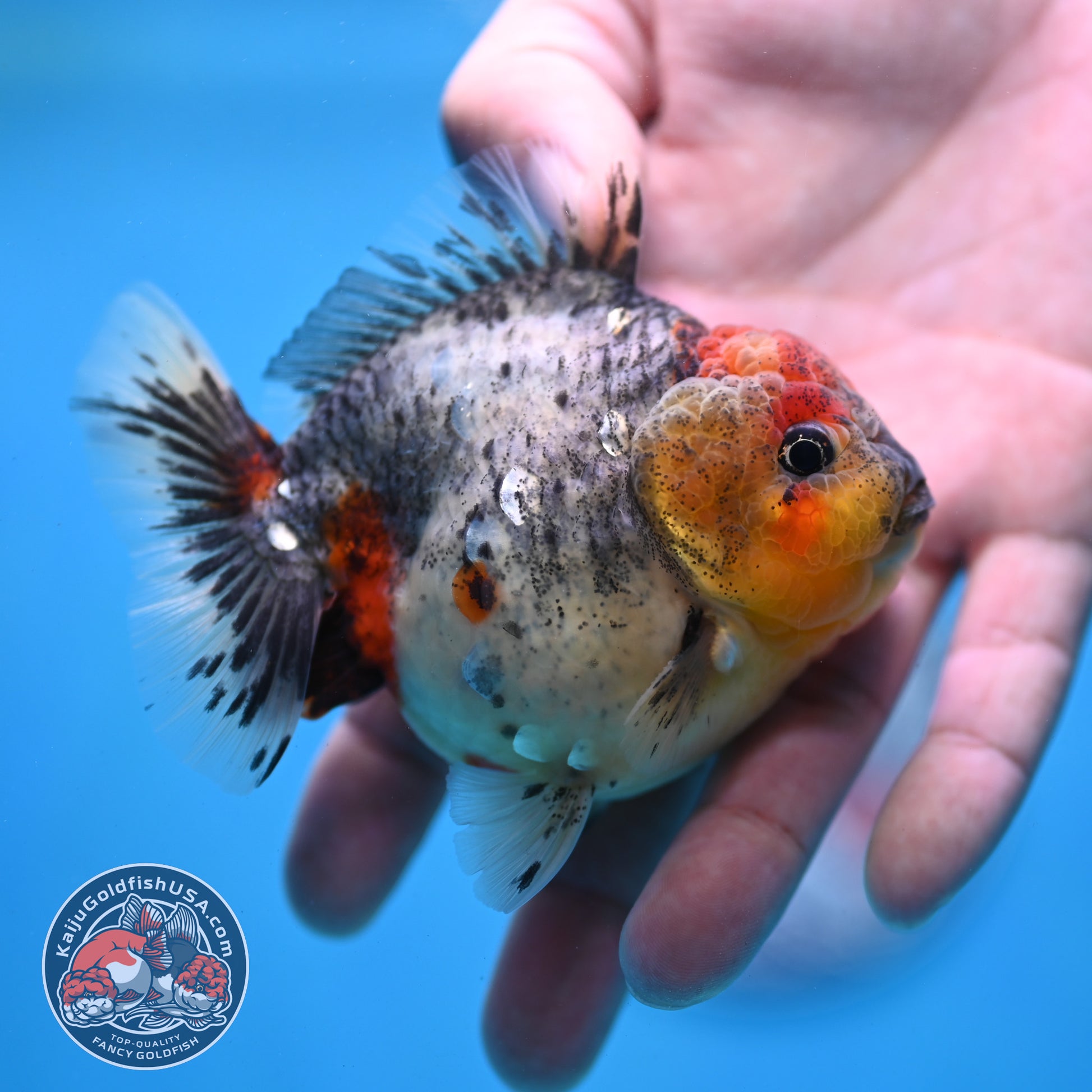 Blue Based Oranda 3 inch Body (260213_OR01)