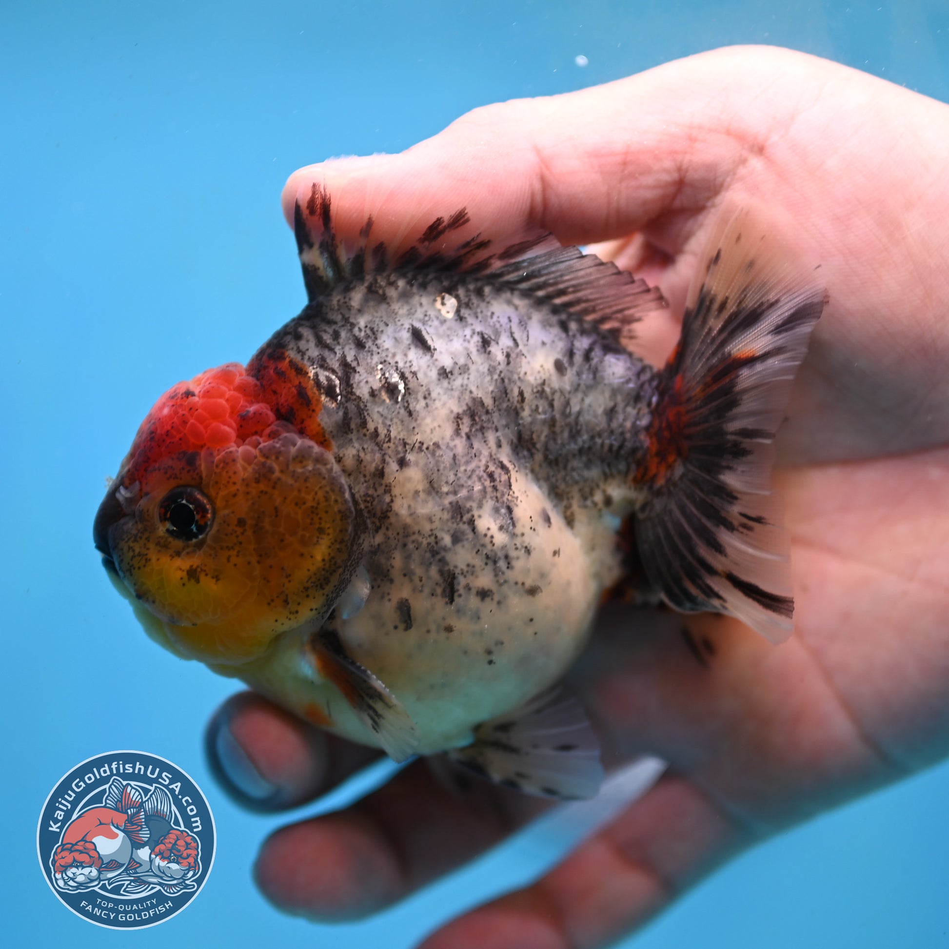 Blue Based Oranda 3 inch Body (260213_OR01)