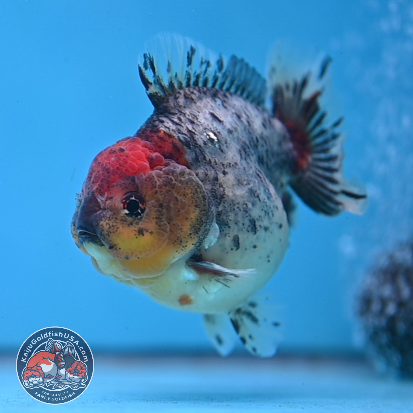 Blue Based Oranda 3 inch Body (260213_OR01)