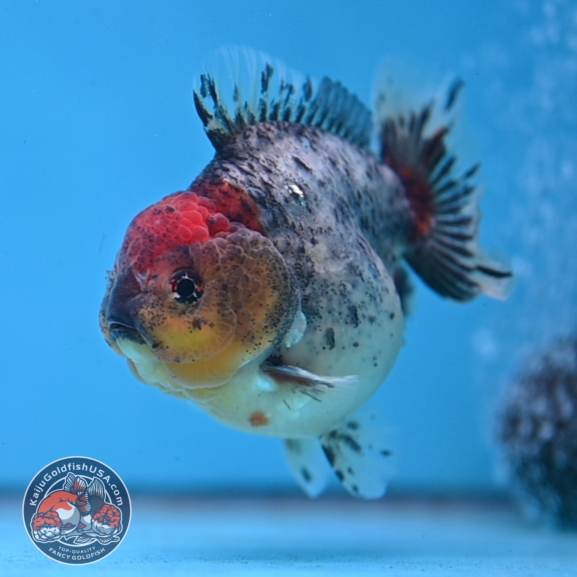 Blue Based Oranda 3 inch Body (260213_OR01)