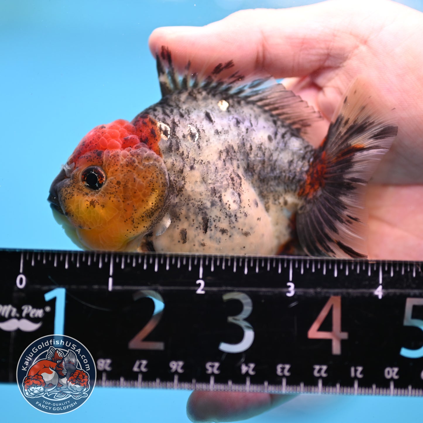 Blue Based Oranda 3 inch Body (260213_OR01)