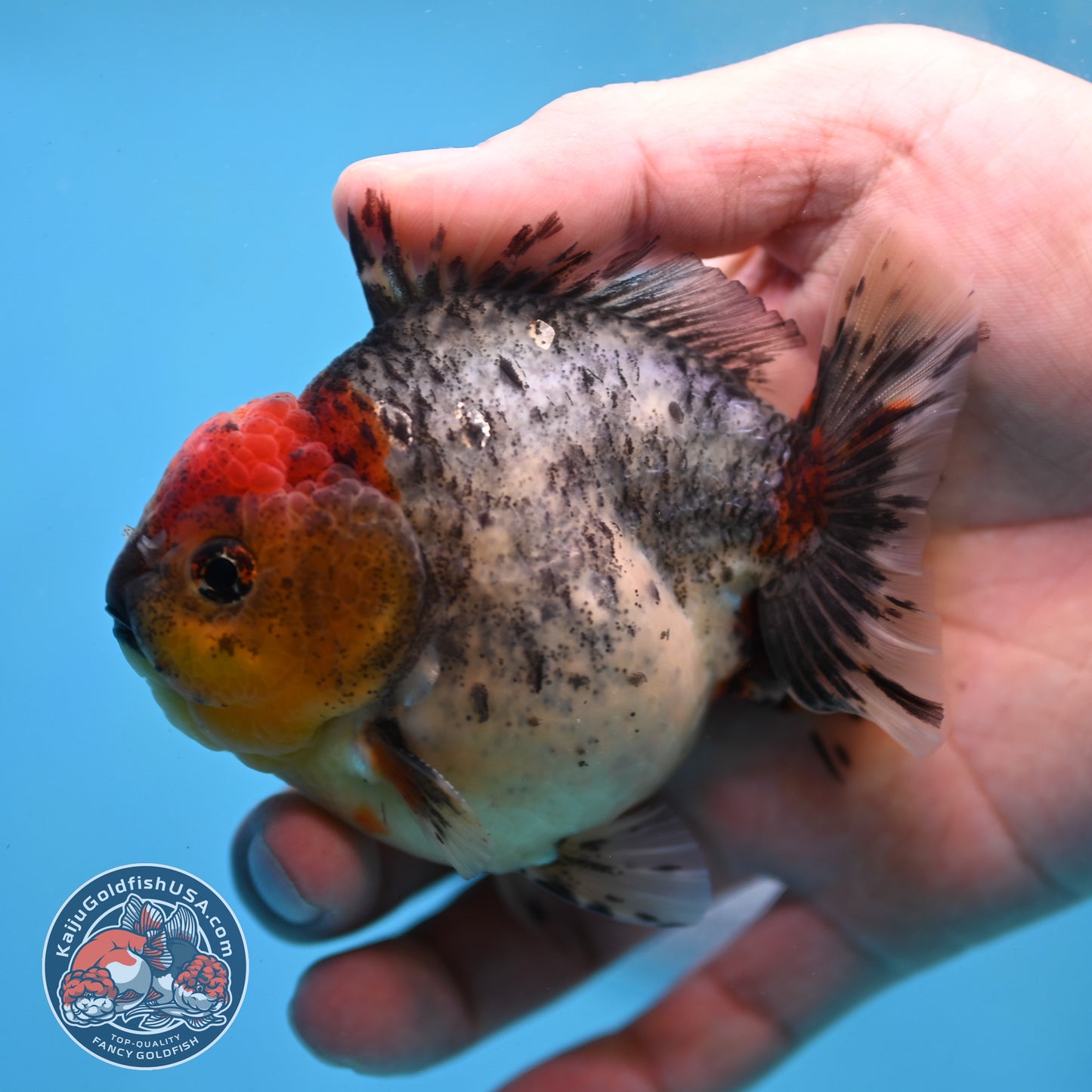Blue Based Oranda 3 inch Body (260213_OR01)