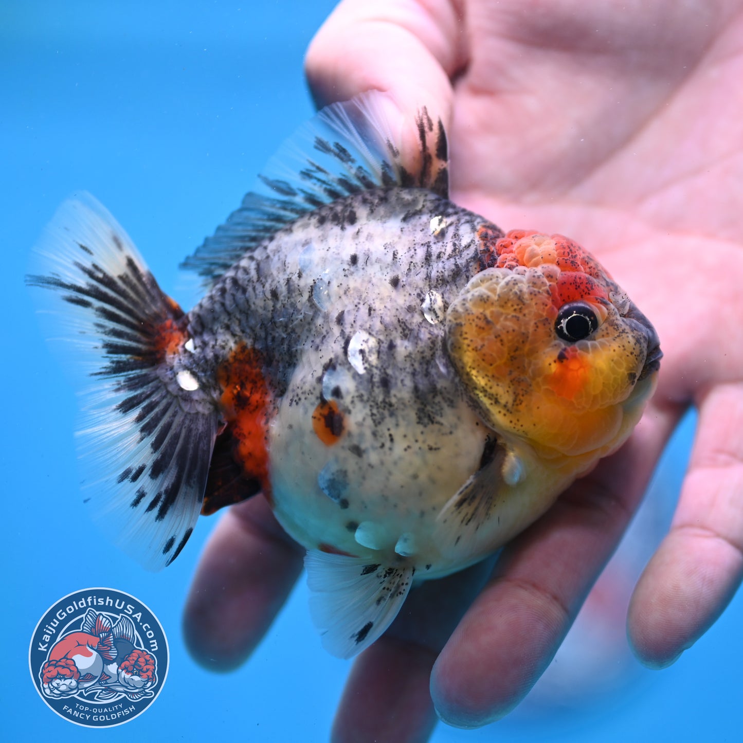 Blue Based Oranda 3 inch Body (260213_OR01)