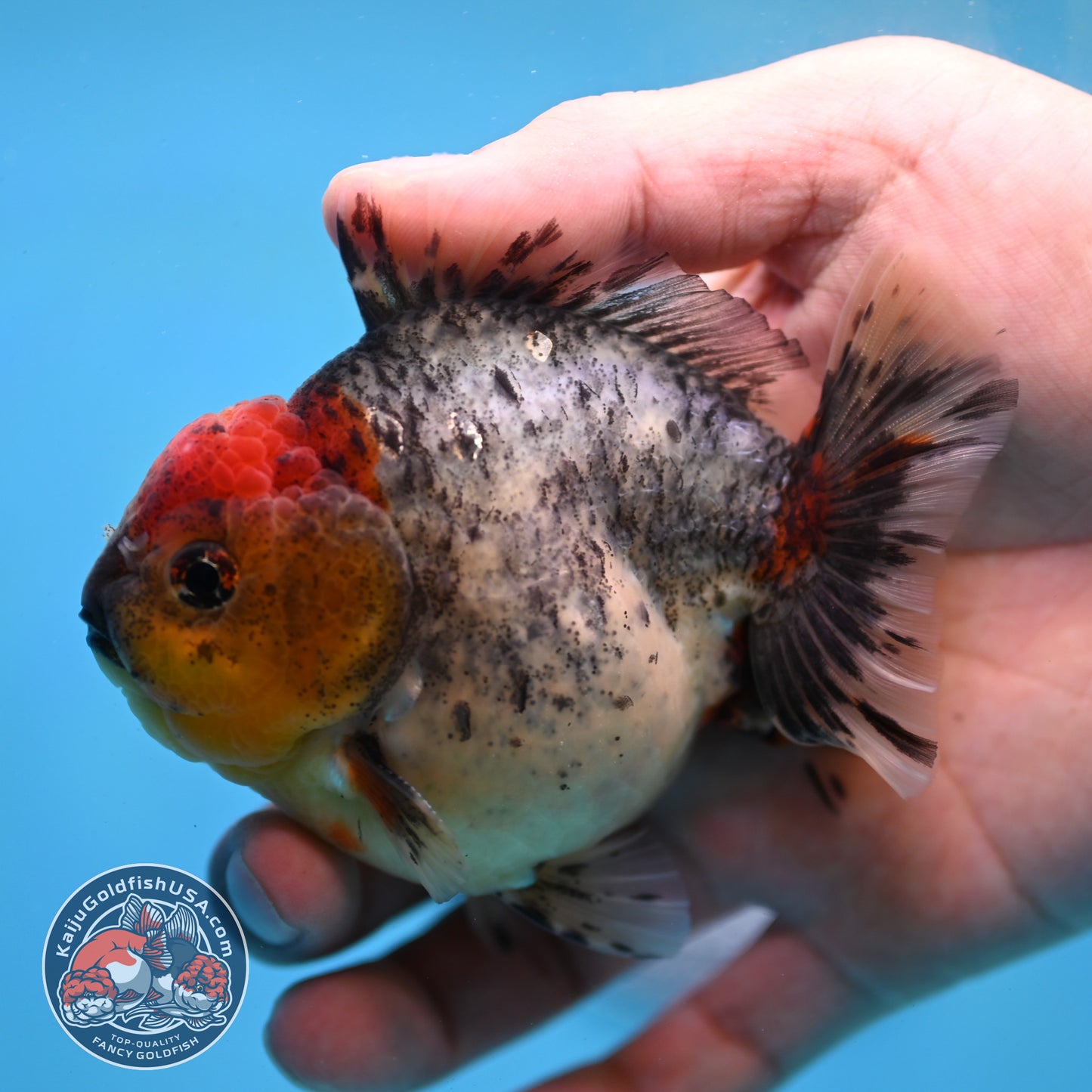 Blue Based Oranda 3 inch Body (260213_OR01)