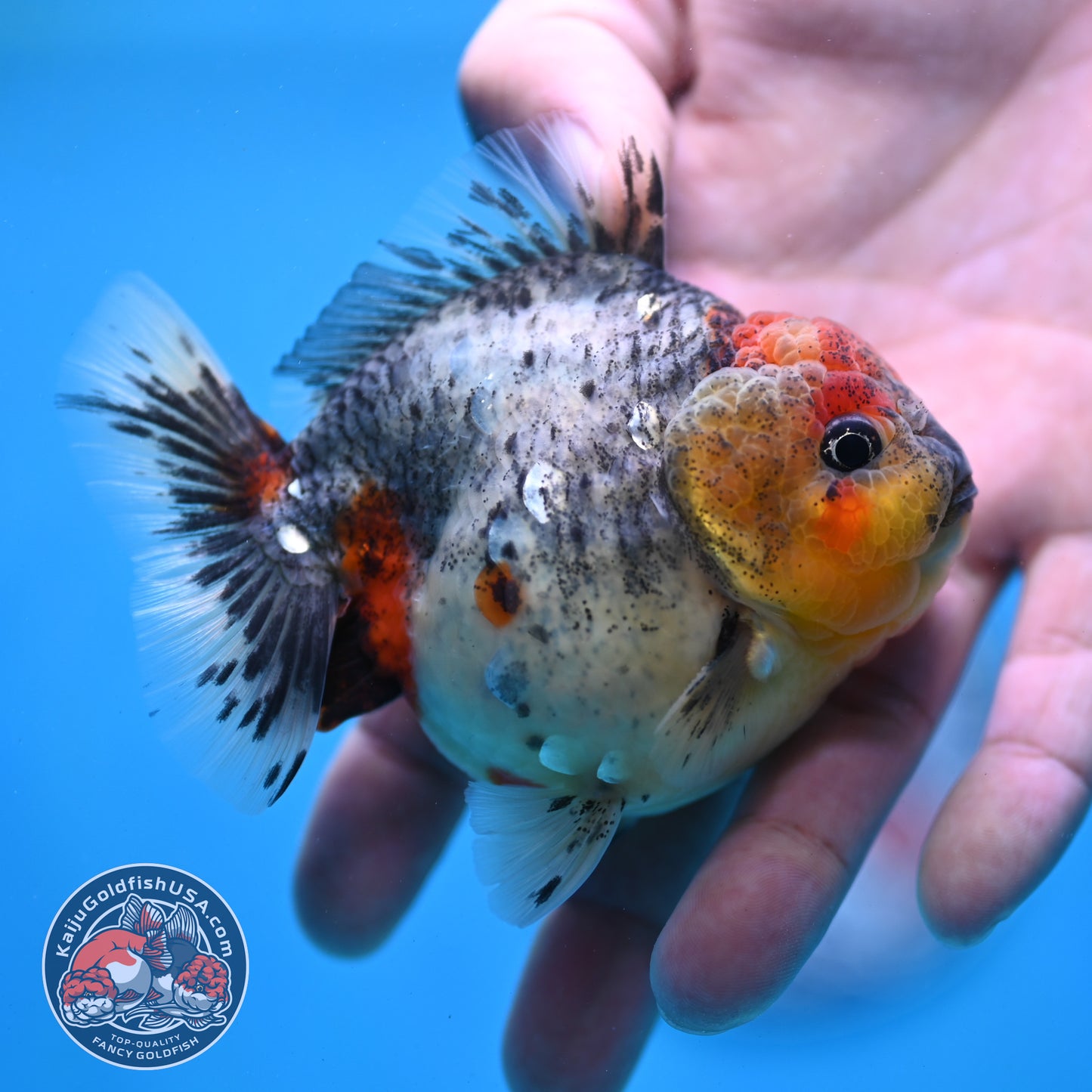 Blue Based Oranda 3 inch Body (260213_OR01)