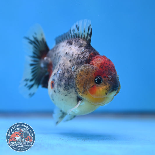 Blue Based Oranda 3 inch Body (260213_OR01)