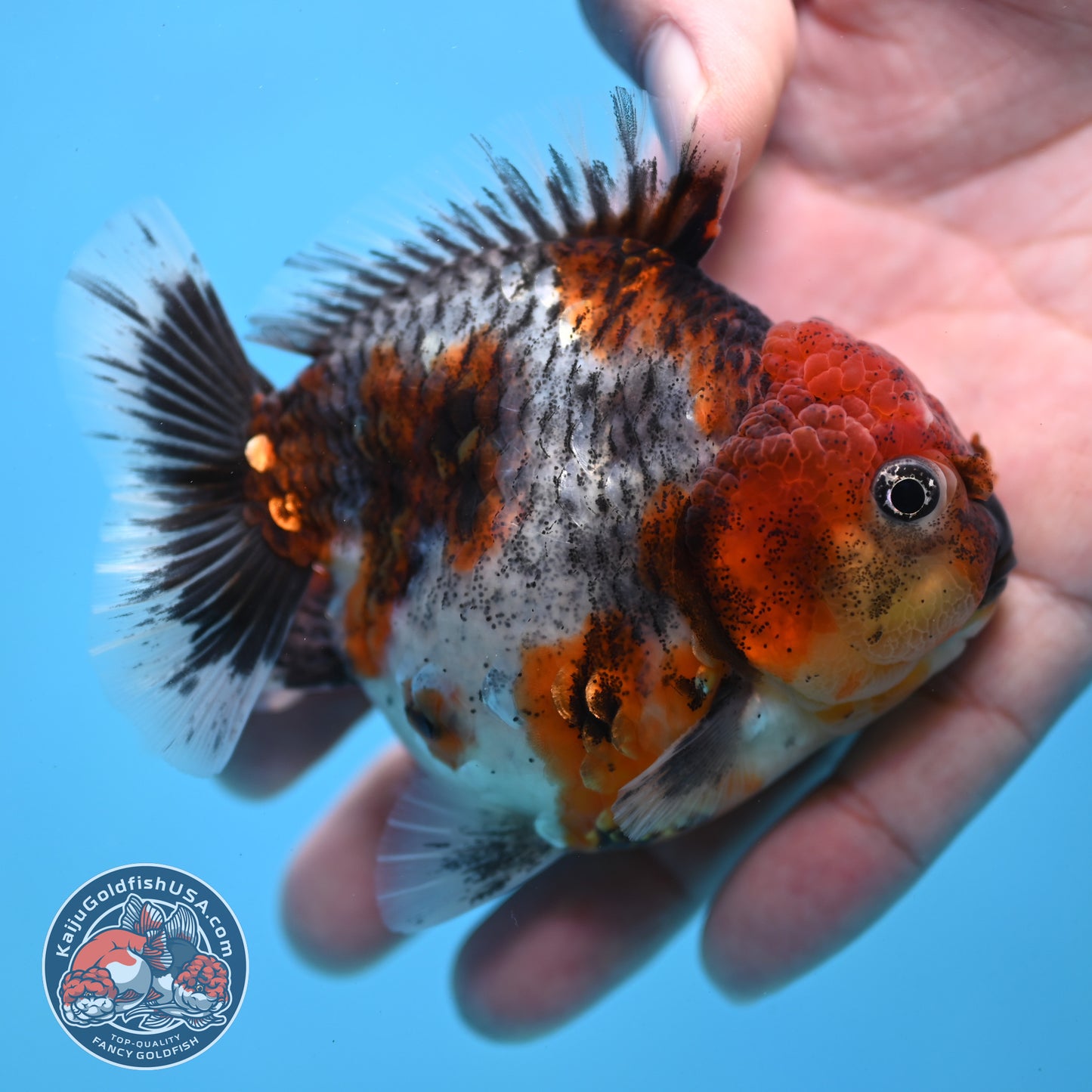 Blue Based Oranda inch Body (260213_OR07)