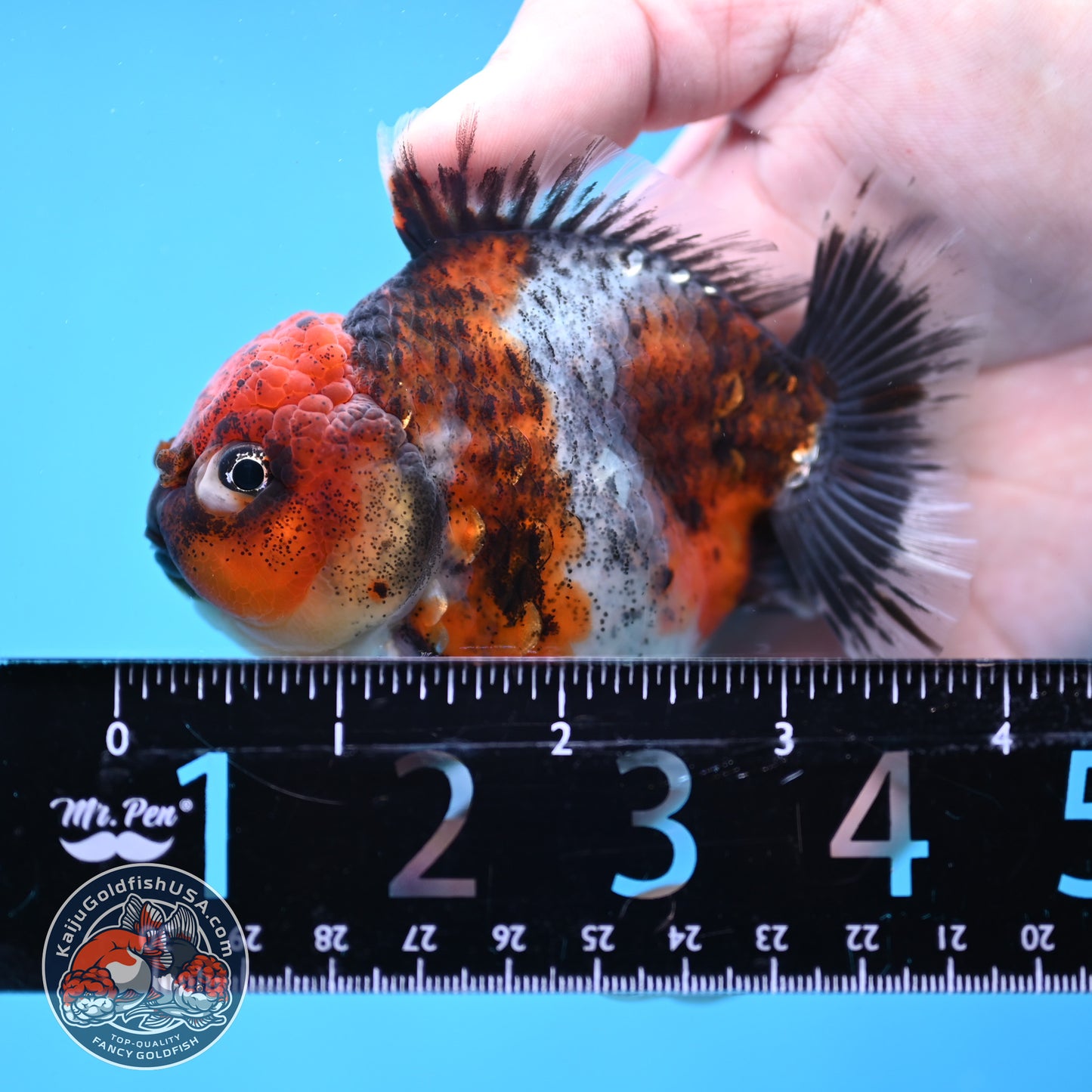 Blue Based Oranda inch Body (260213_OR07)