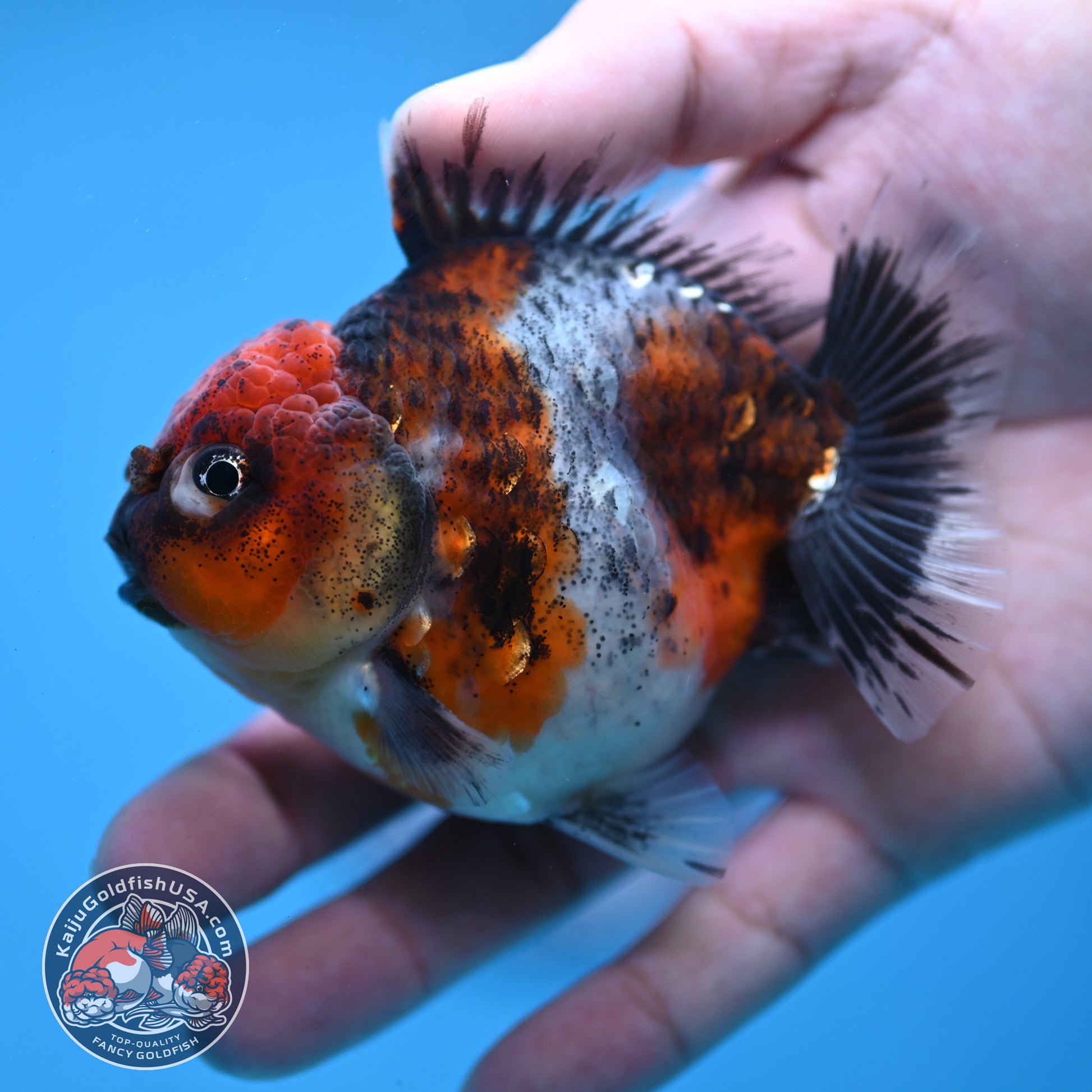 Blue Based Oranda inch Body (260213_OR07)