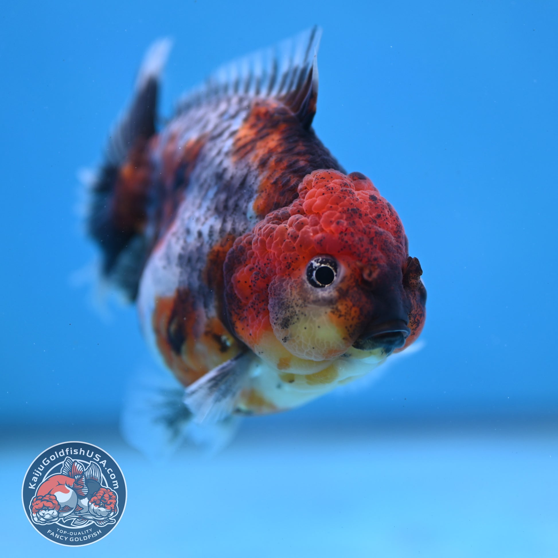 Blue Based Oranda inch Body (260213_OR07)