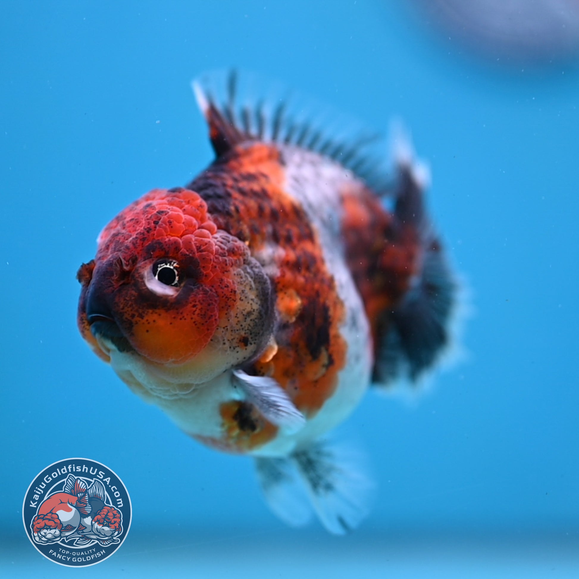 Blue Based Oranda inch Body (260213_OR07)