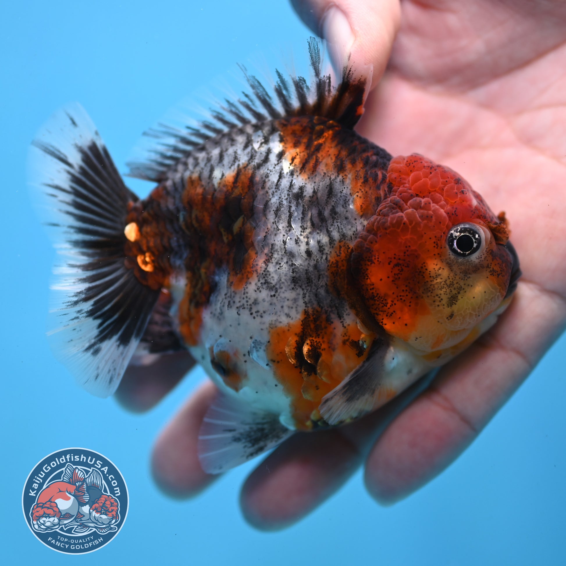 Blue Based Oranda inch Body (260213_OR07)