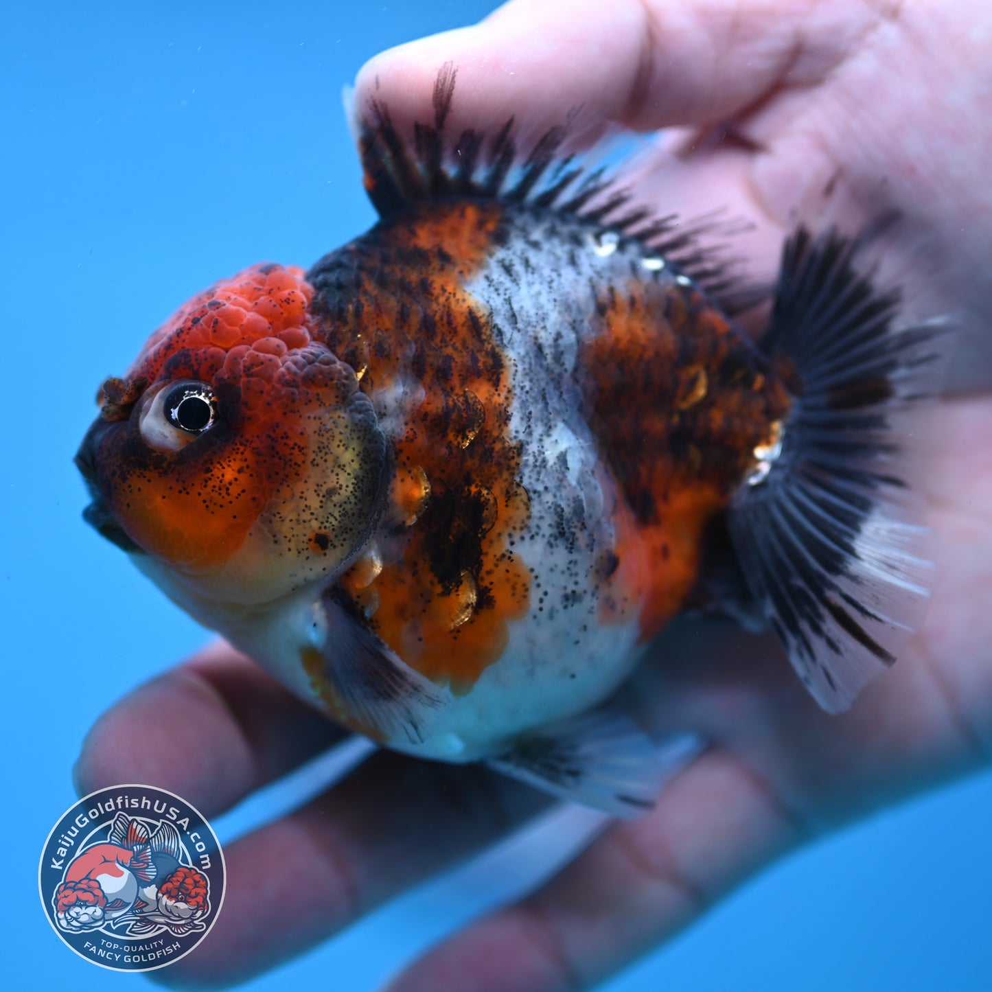 Blue Based Oranda inch Body (260213_OR07)