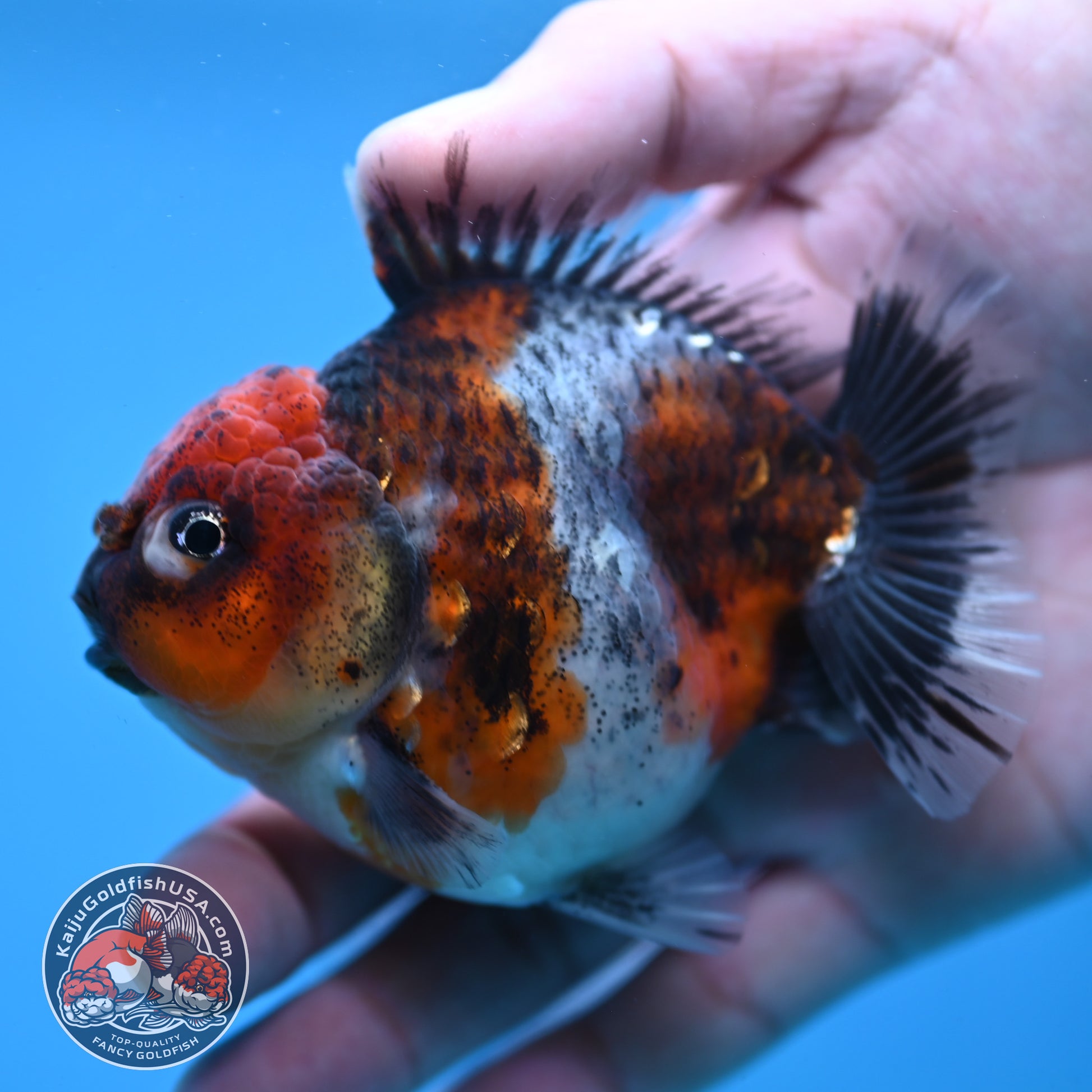 Blue Based Oranda inch Body (260213_OR07)