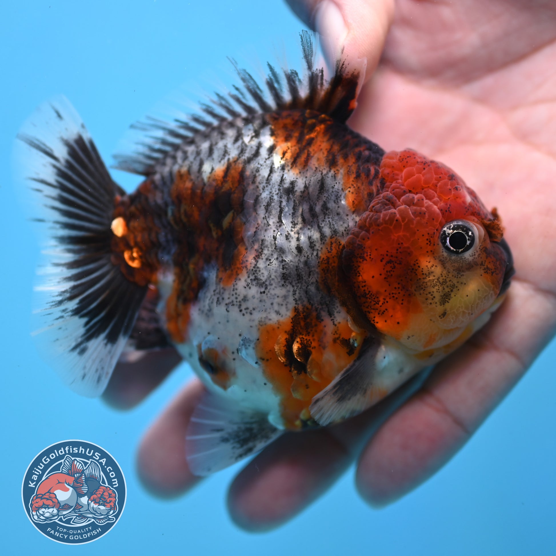 Blue Based Oranda inch Body (260213_OR07)