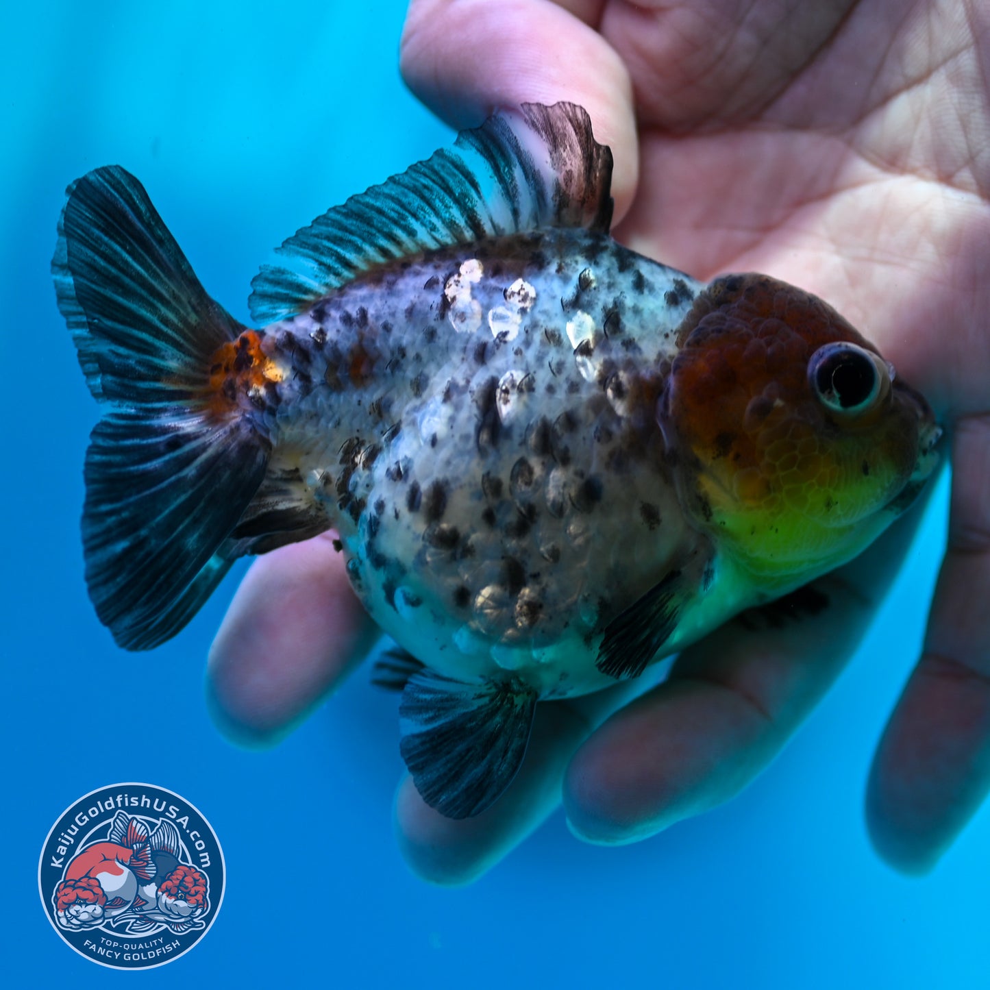 Blue Based Tiger Oranda 3 inch Body (260424_OR12)