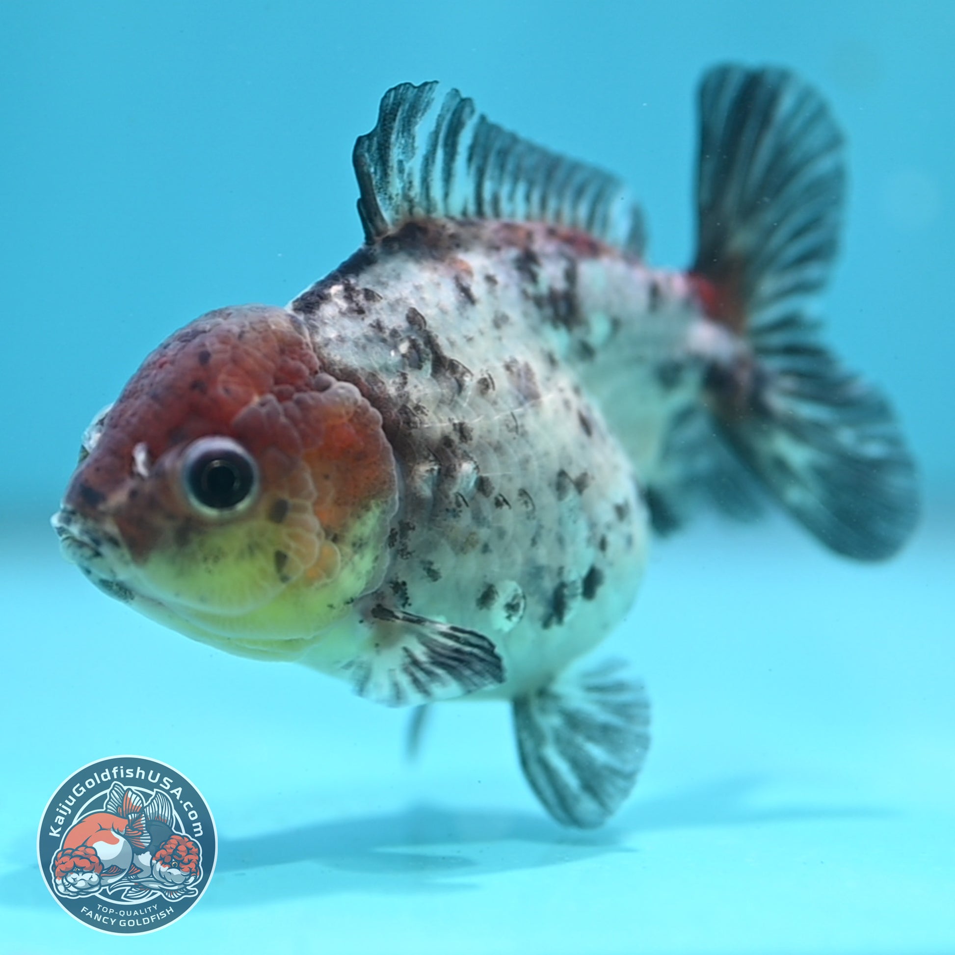 Blue Based Tiger Oranda 3 inch Body (260424_OR12)