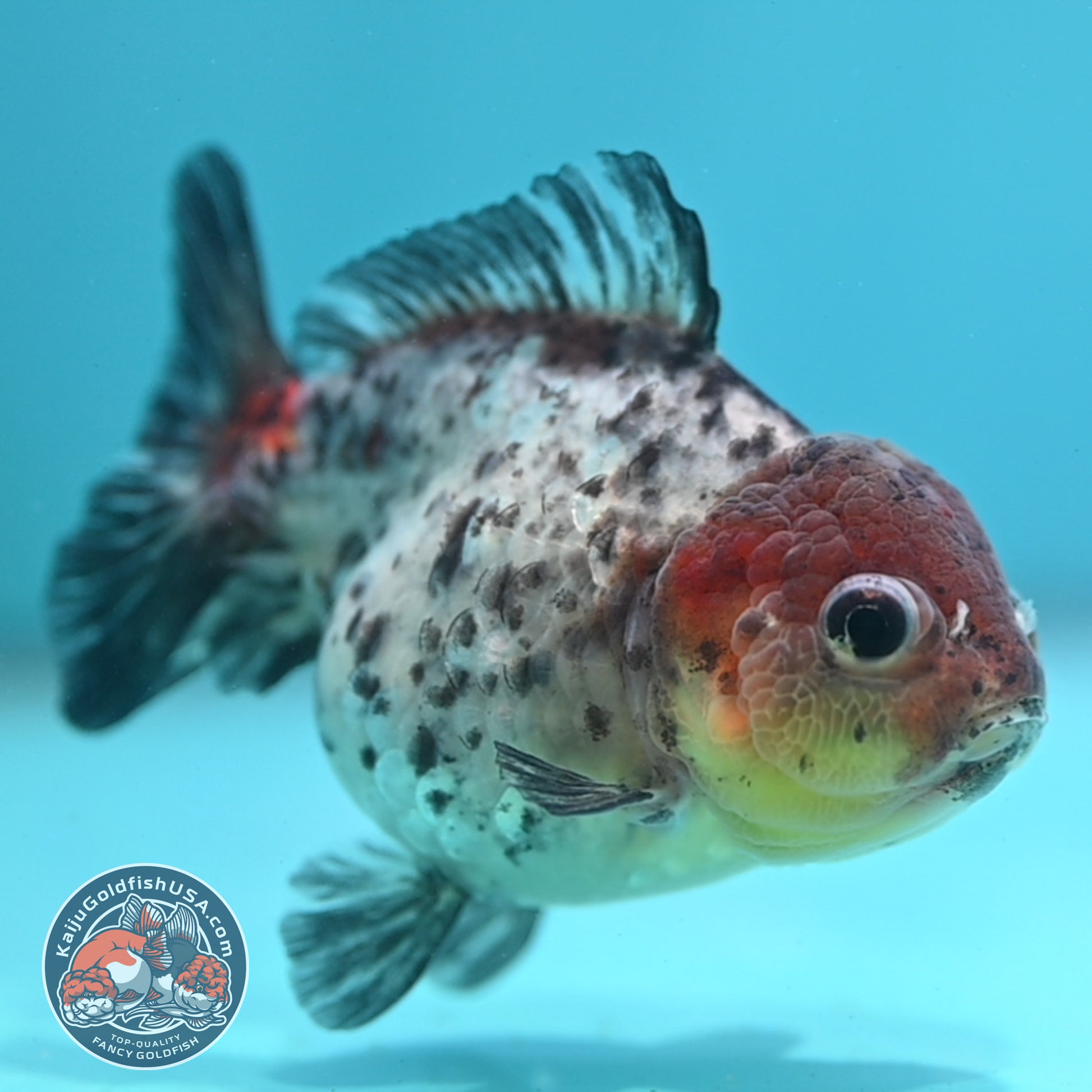 Blue Based Tiger Oranda 3 inch Body (260424_OR12)
