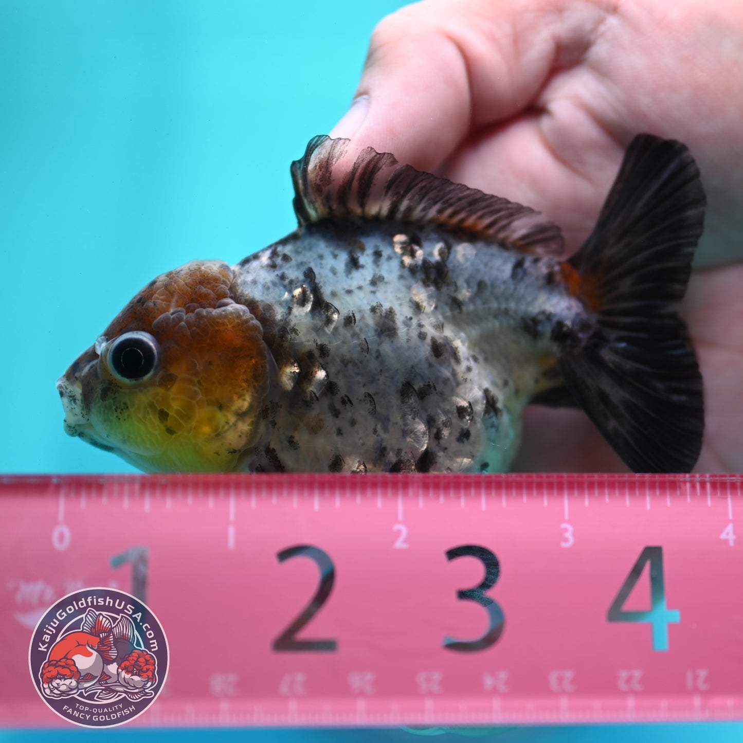 Blue Based Tiger Oranda 3 inch Body (260424_OR12)